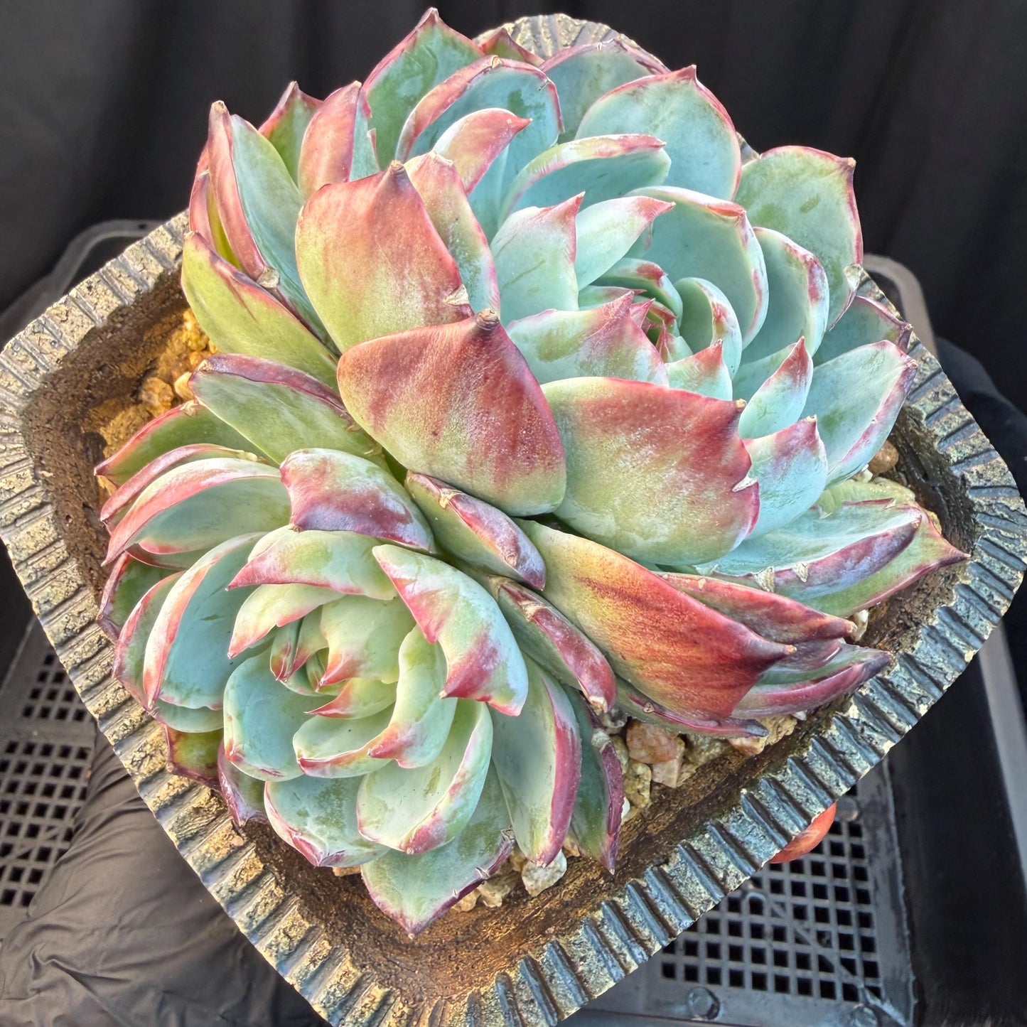 Echeveria  ‘Casio.’, 2heads, 4.7inchesM05