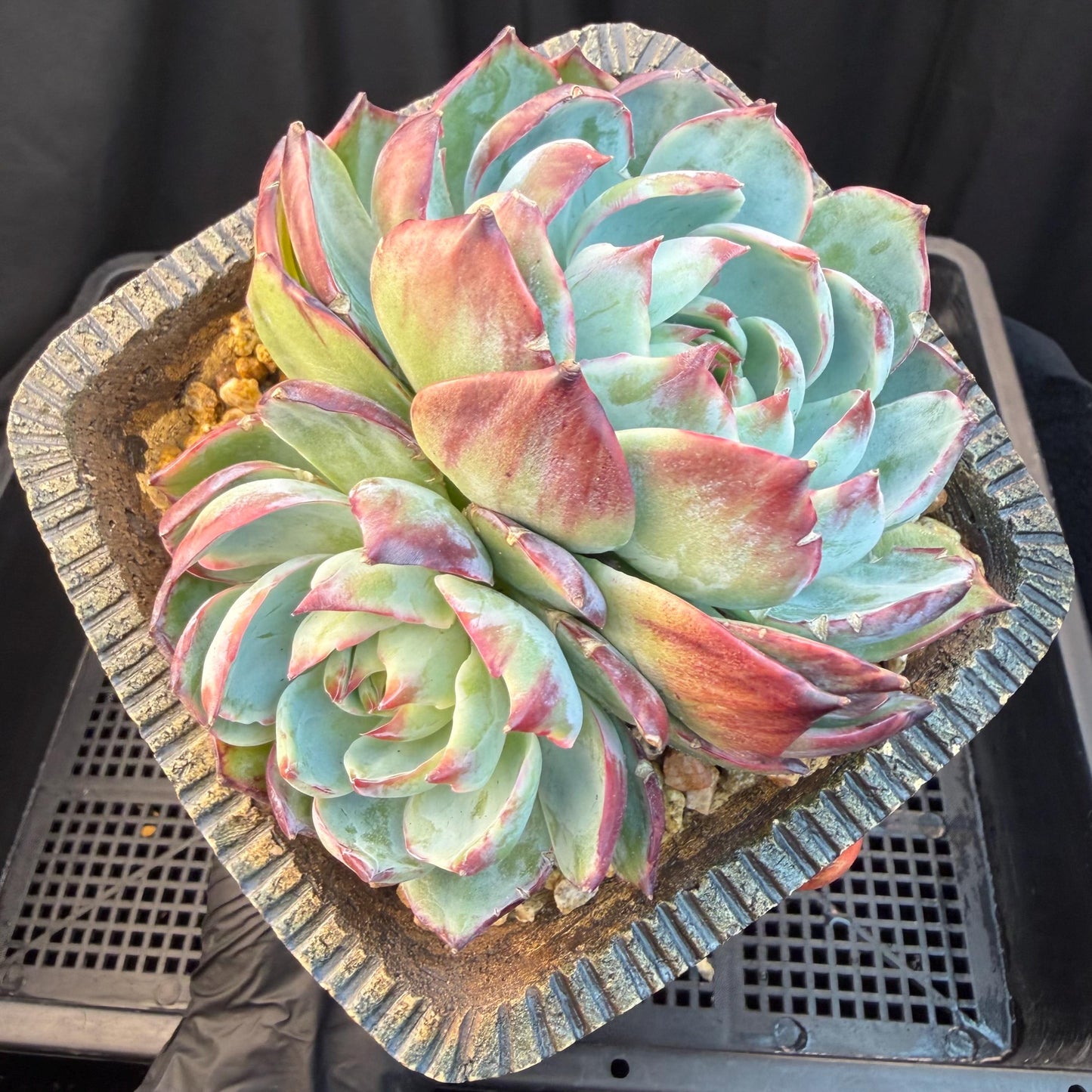 Echeveria  ‘Casio.’, 2heads, 4.7inchesM05