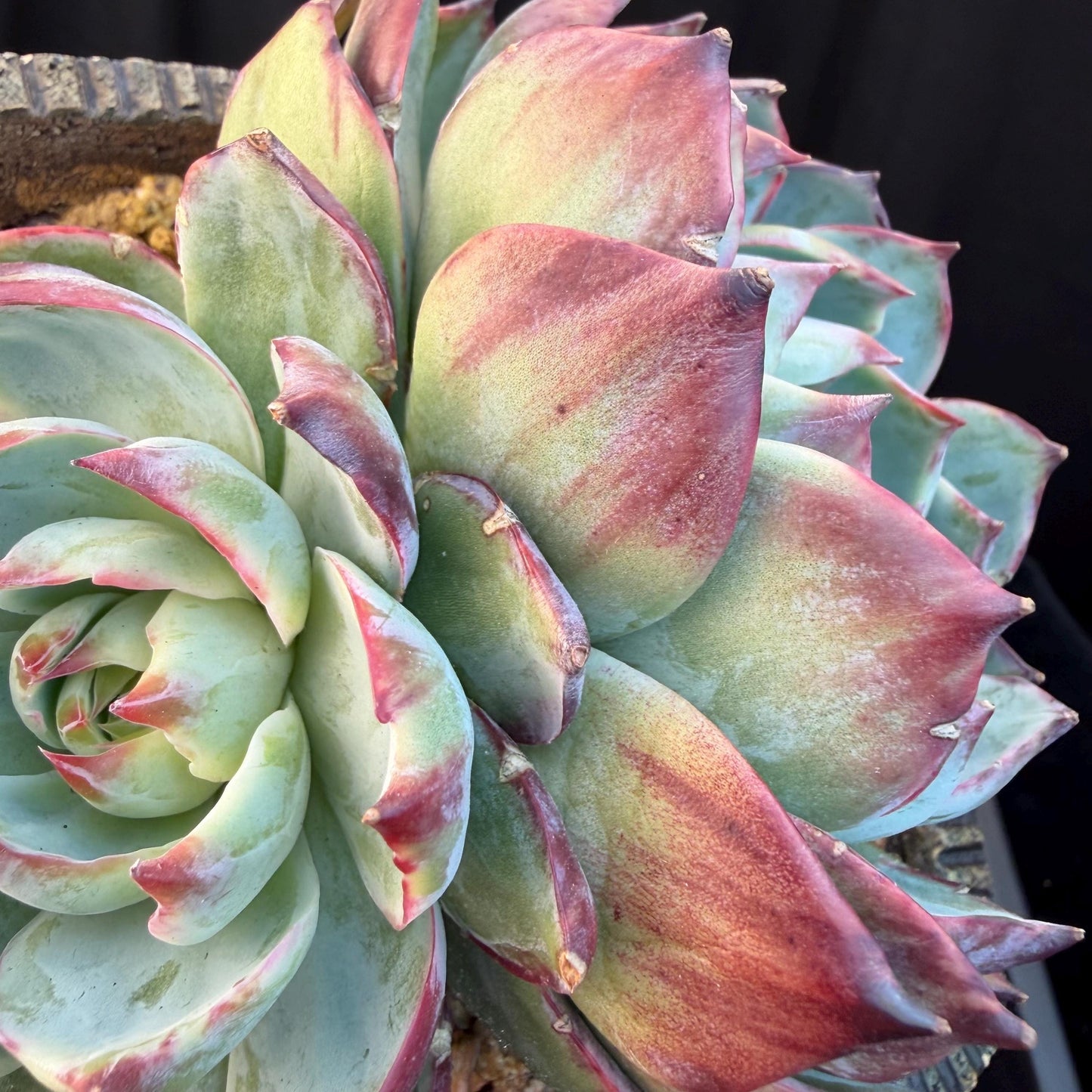 Echeveria  ‘Casio.’, 2heads, 4.7inchesM05
