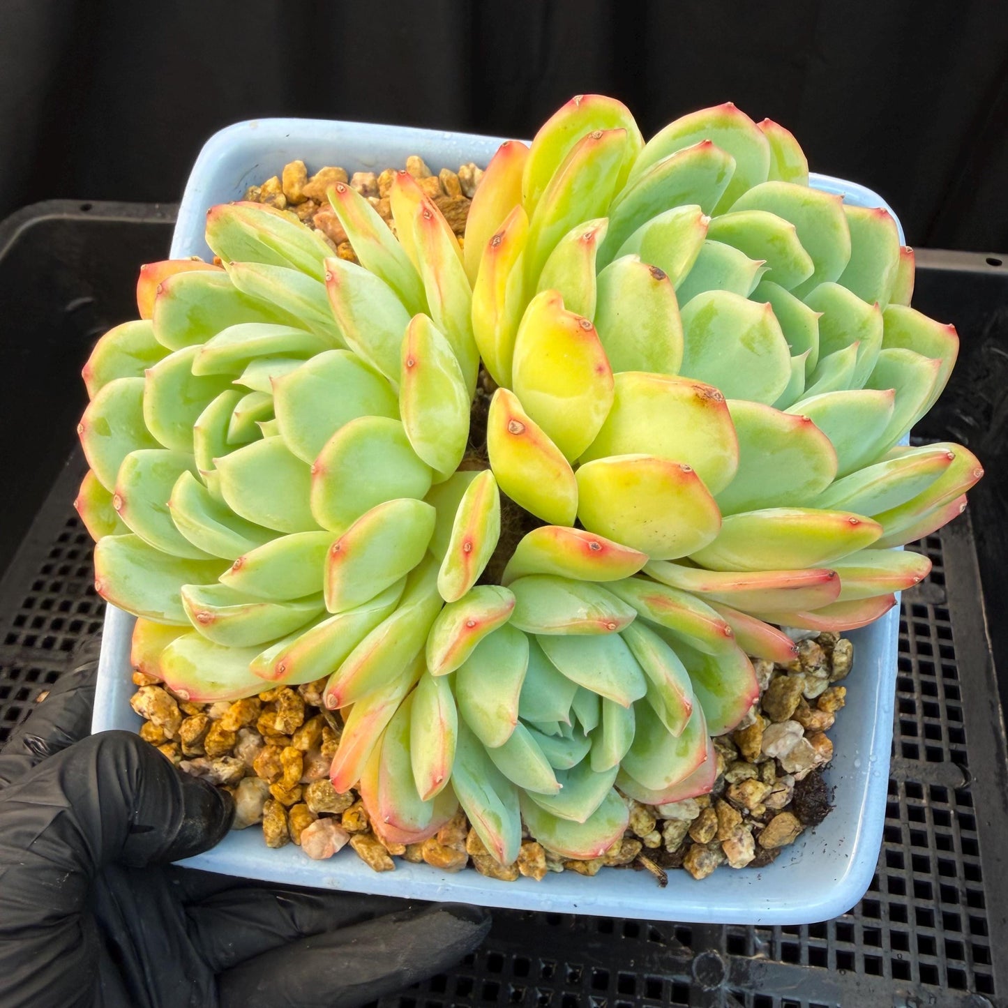 Echeveria  ‘Sasaqueen', 3heads, 4.7inches  , A022