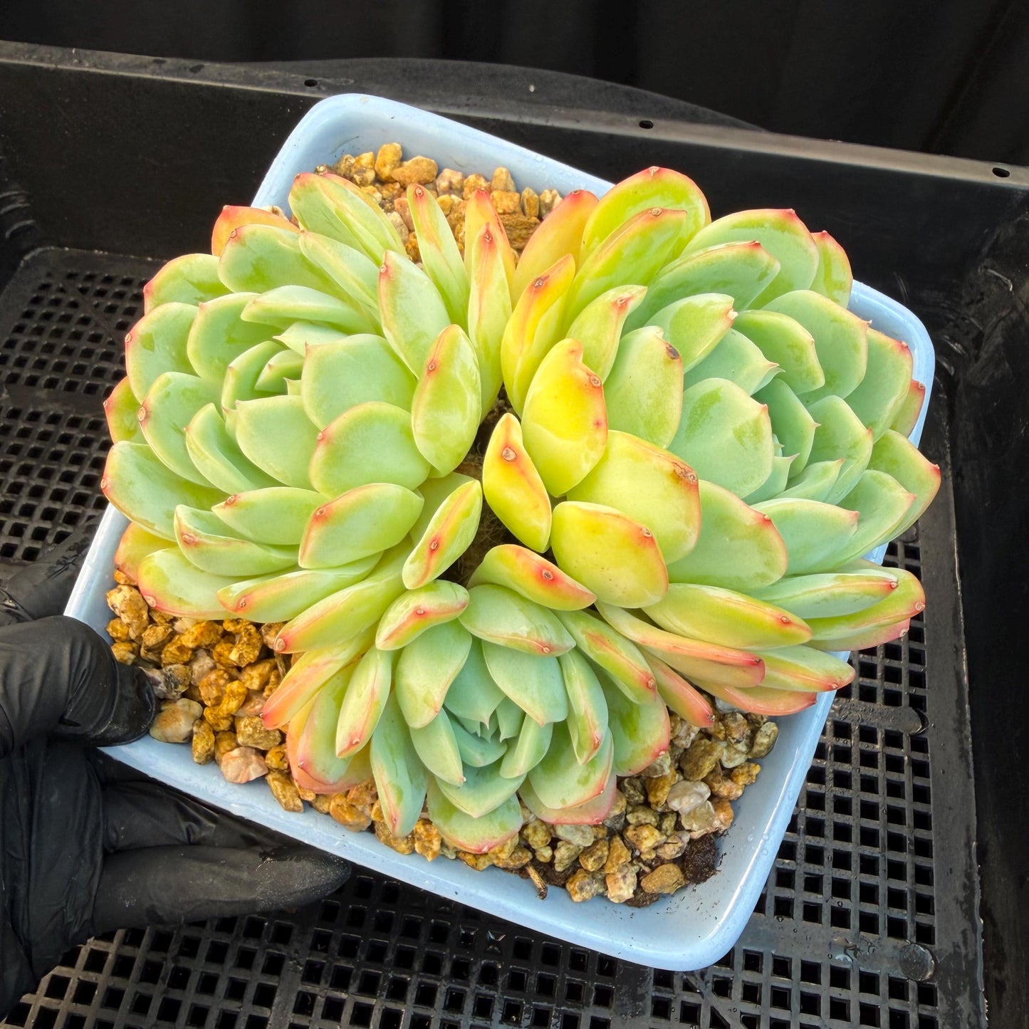 Echeveria  ‘Sasaqueen', 3heads, 4.7inches  , A022