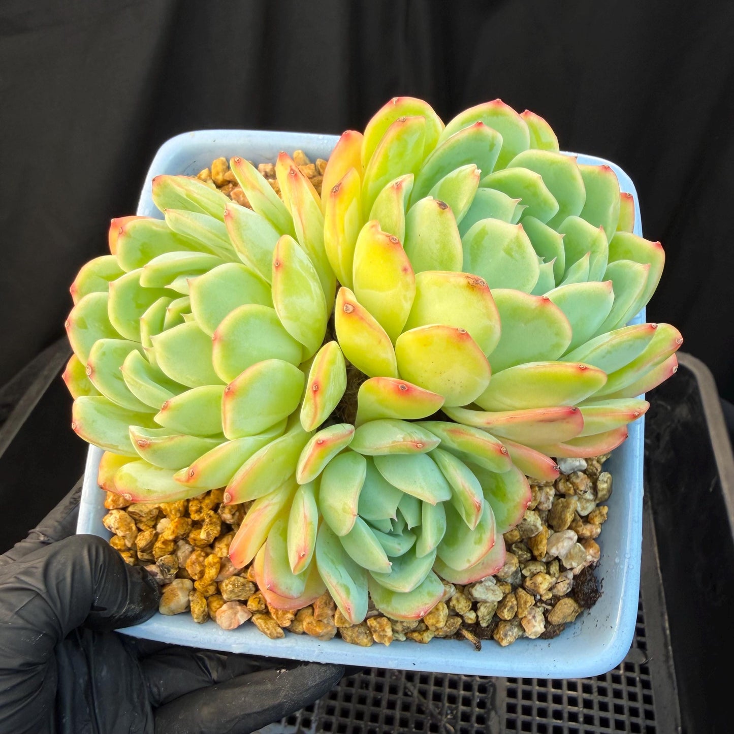 Echeveria  ‘Sasaqueen', 3heads, 4.7inches  , A022