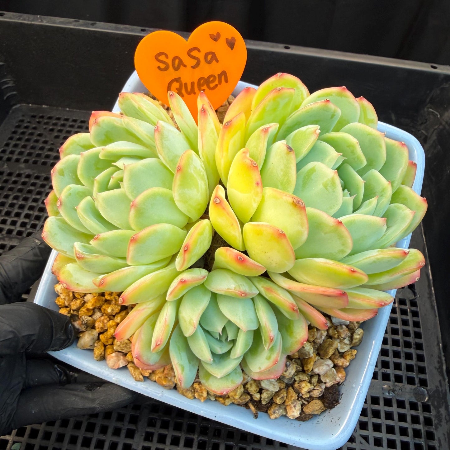 Echeveria  ‘Sasaqueen', 3heads, 4.7inches  , A022