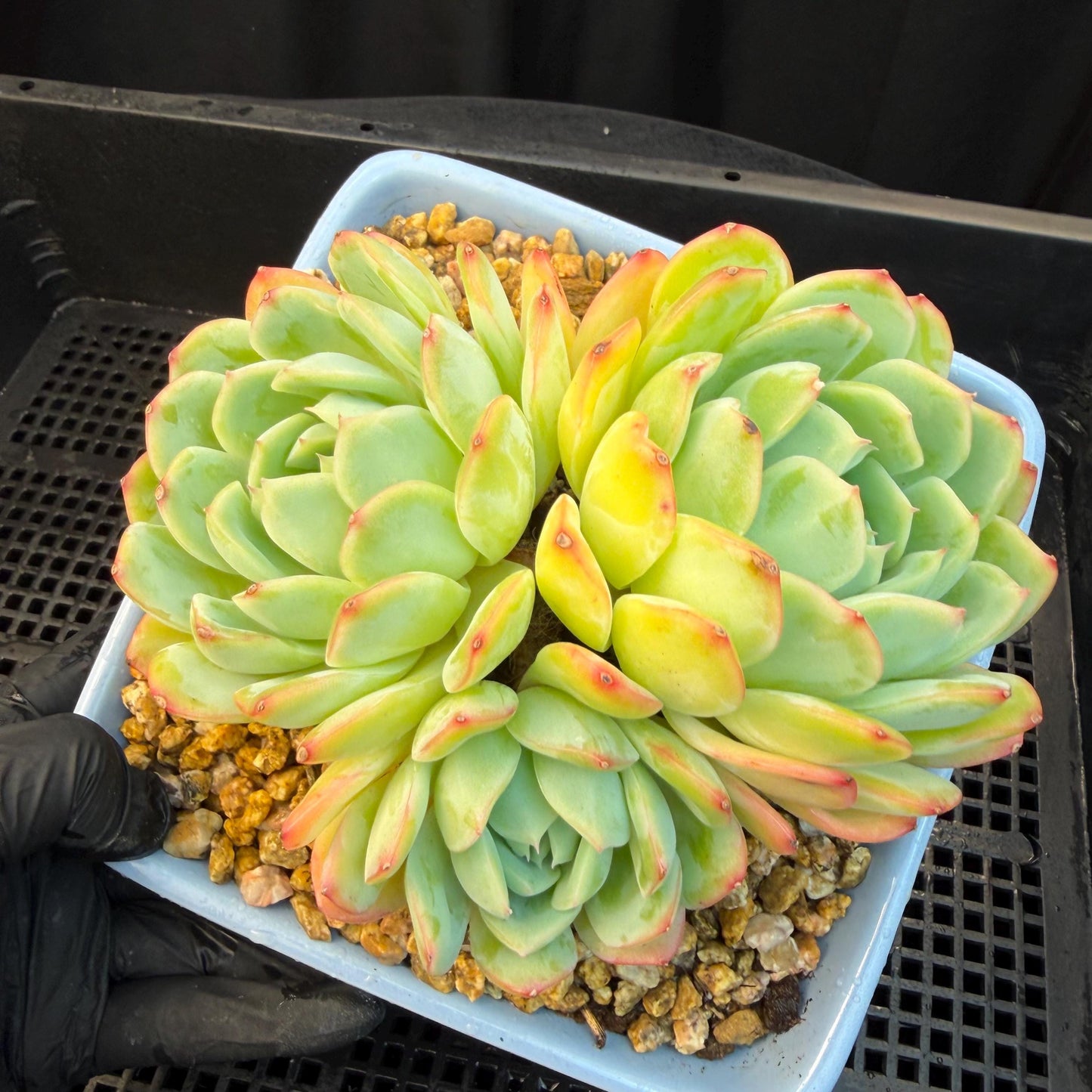 Echeveria  ‘Sasaqueen', 3heads, 4.7inches  , A022