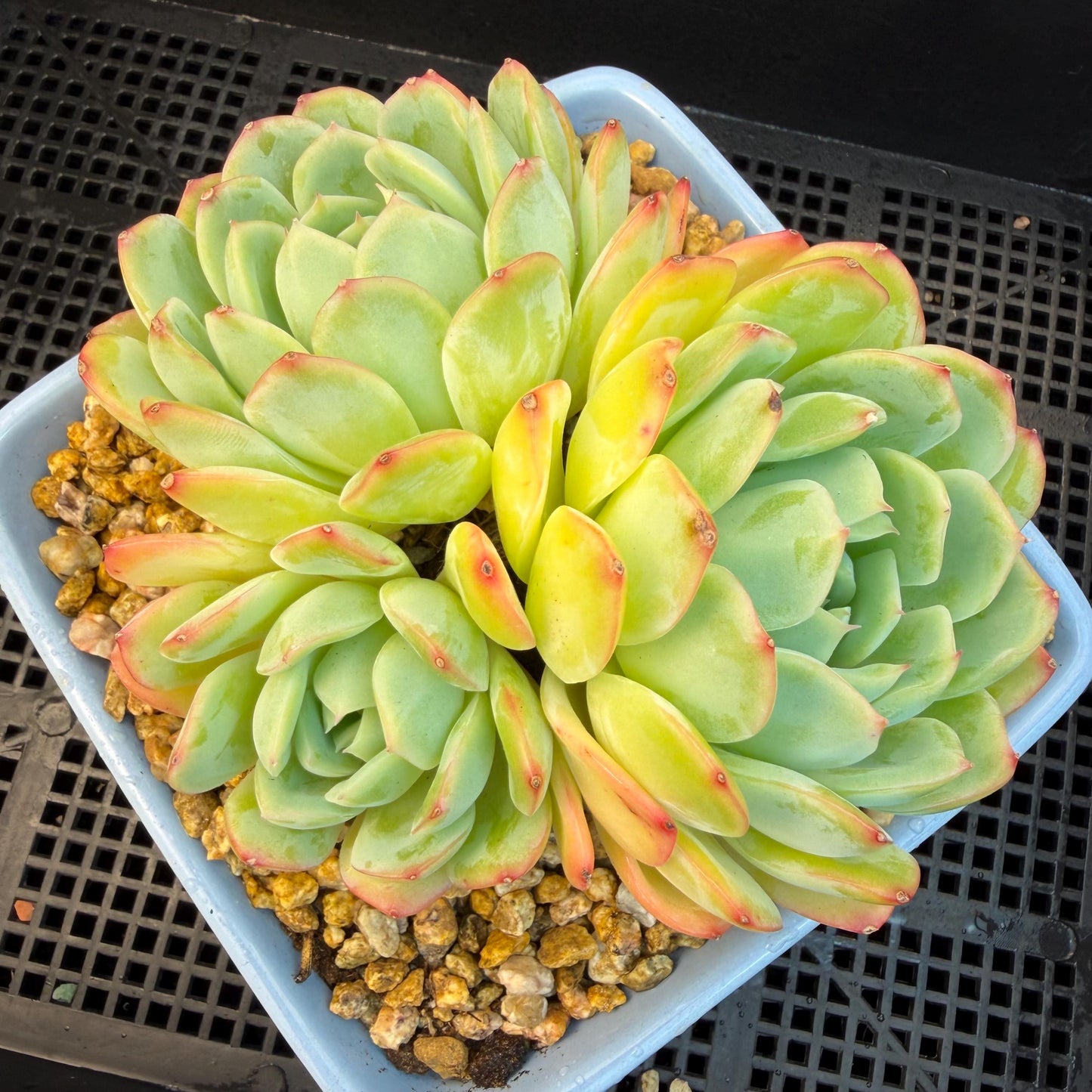 Echeveria  ‘Sasaqueen', 3heads, 4.7inches  , A022
