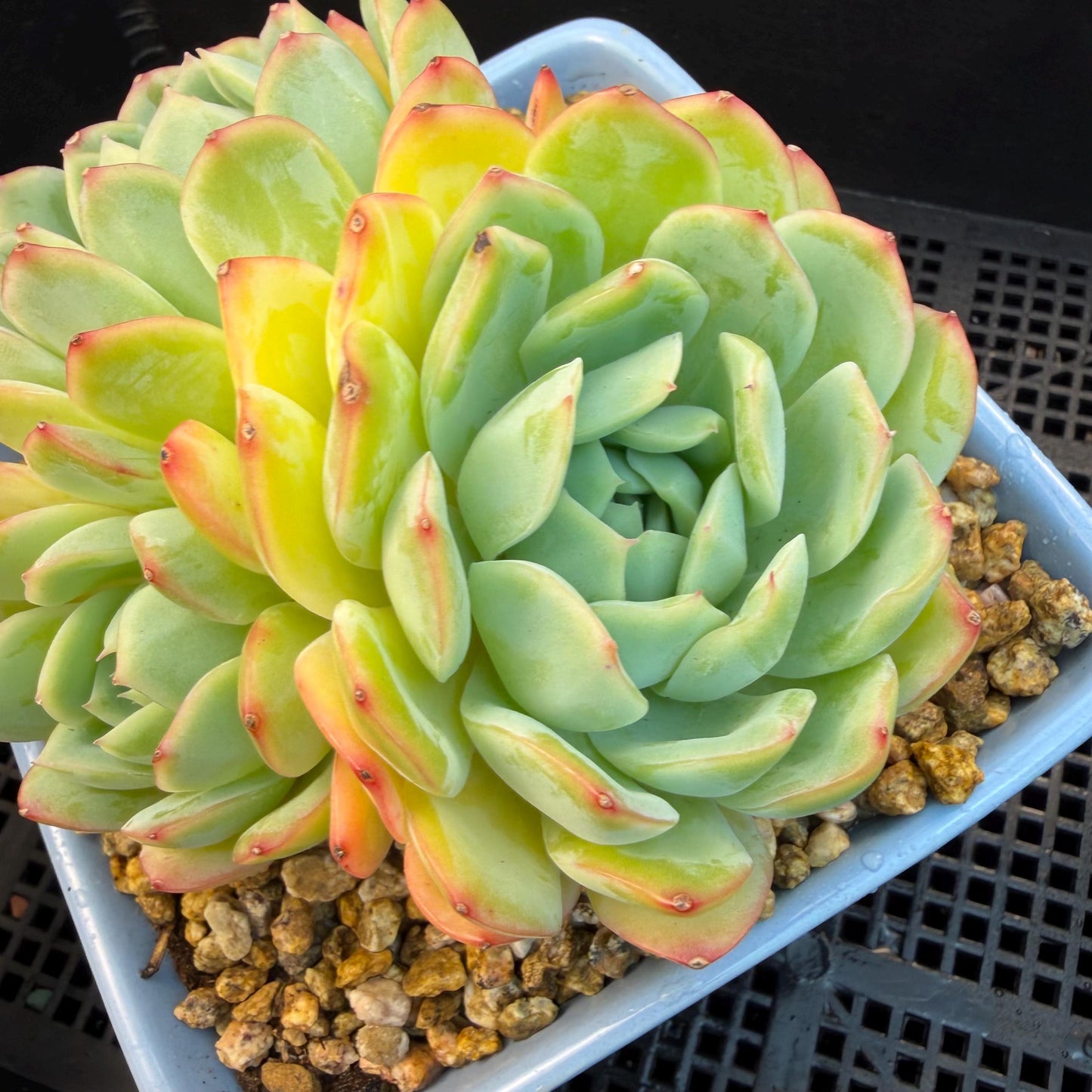 Echeveria  ‘Sasaqueen', 3heads, 4.7inches  , A022