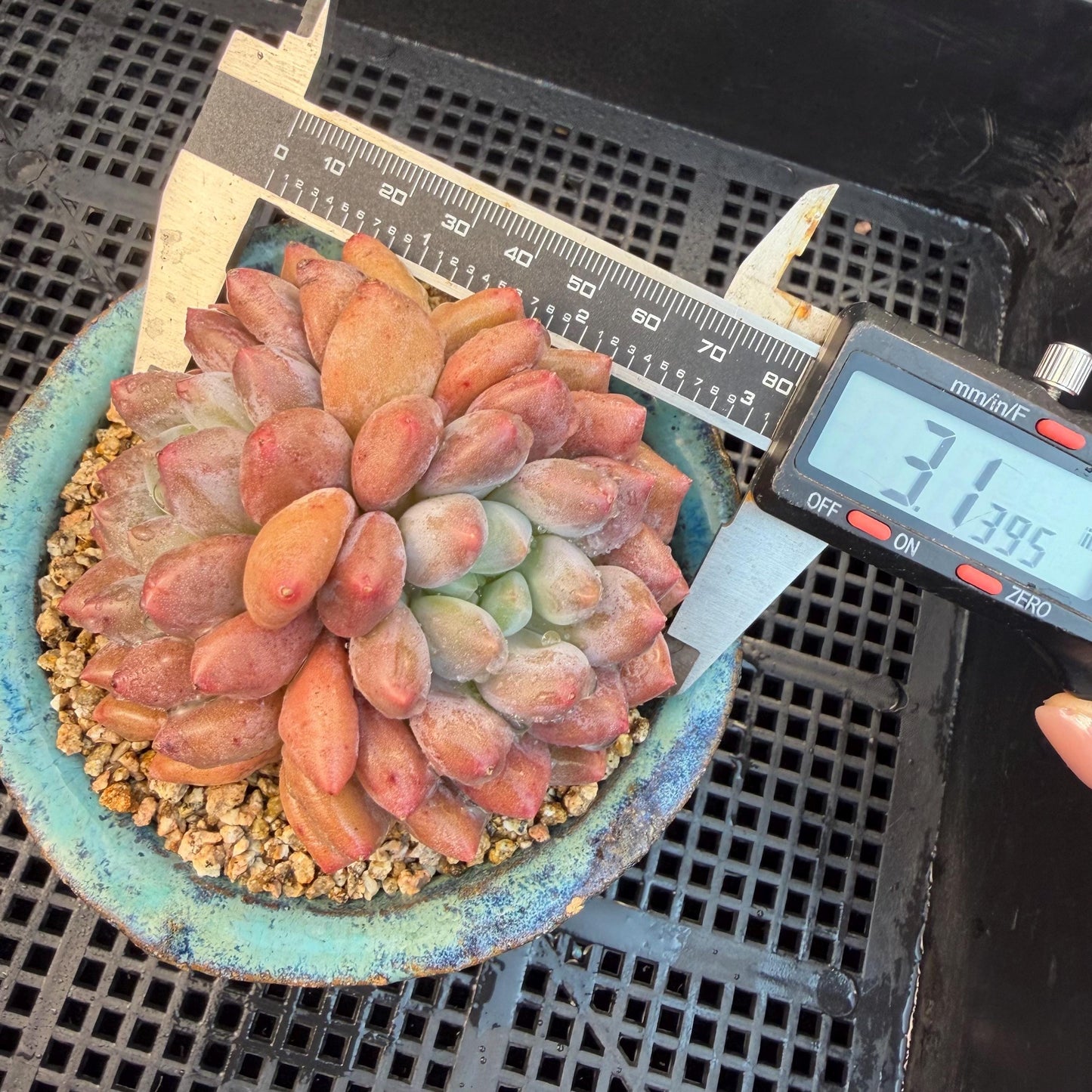 Echeveria  ‘Pinellia.’, 2heads, , M03, 3.1in