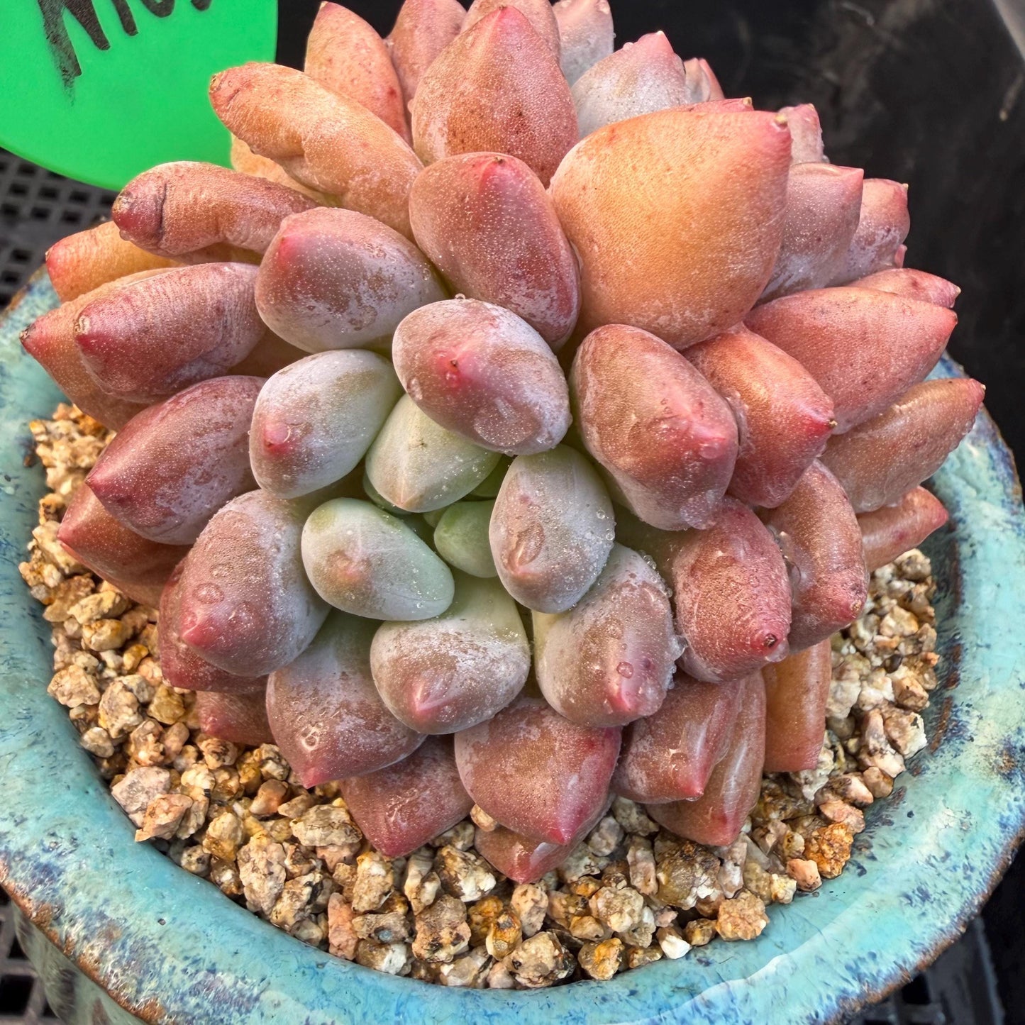 Echeveria  ‘Pinellia.’, 2heads, , M03, 3.1in