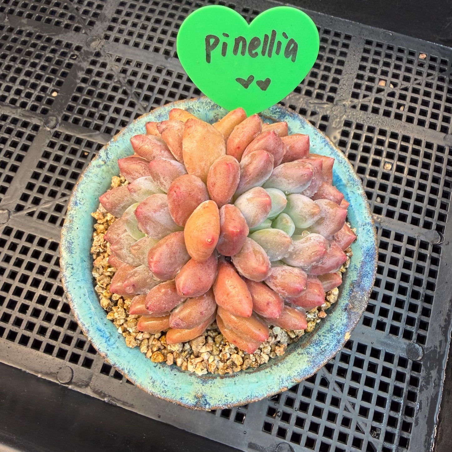 Echeveria  ‘Pinellia.’, 2heads, , M03, 3.1in