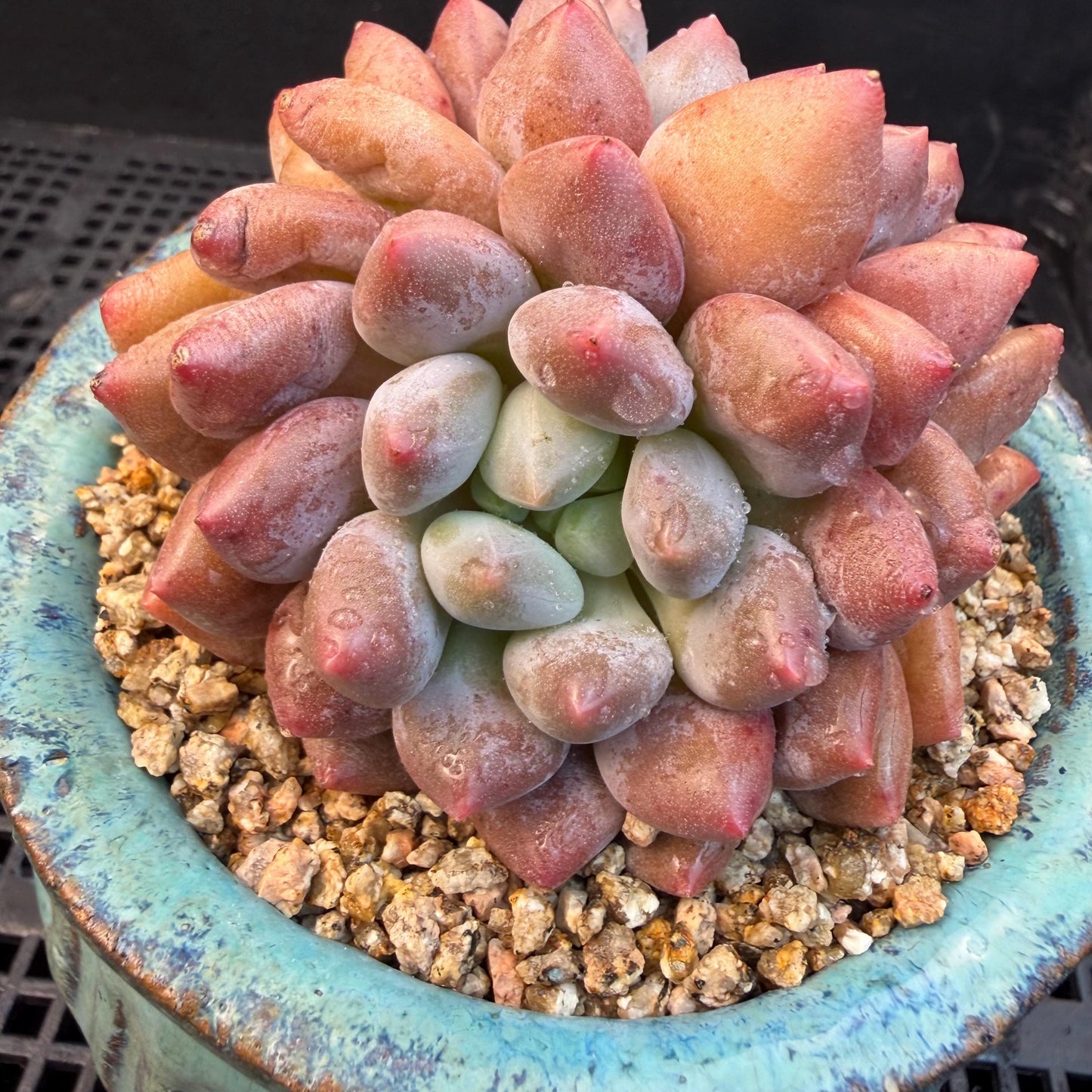 Echeveria  ‘Pinellia.’, 2heads, , M03, 3.1in