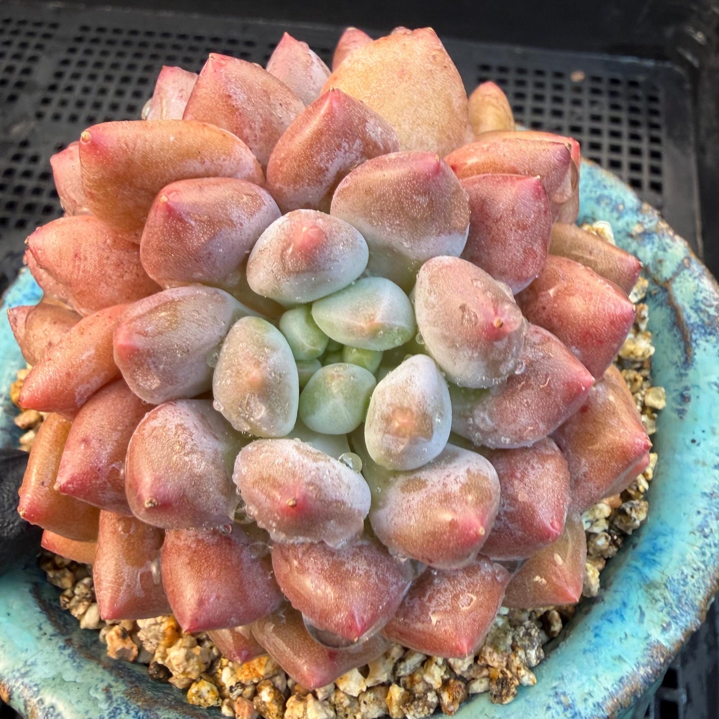 Echeveria  ‘Pinellia.’, 2heads, , M03, 3.1in