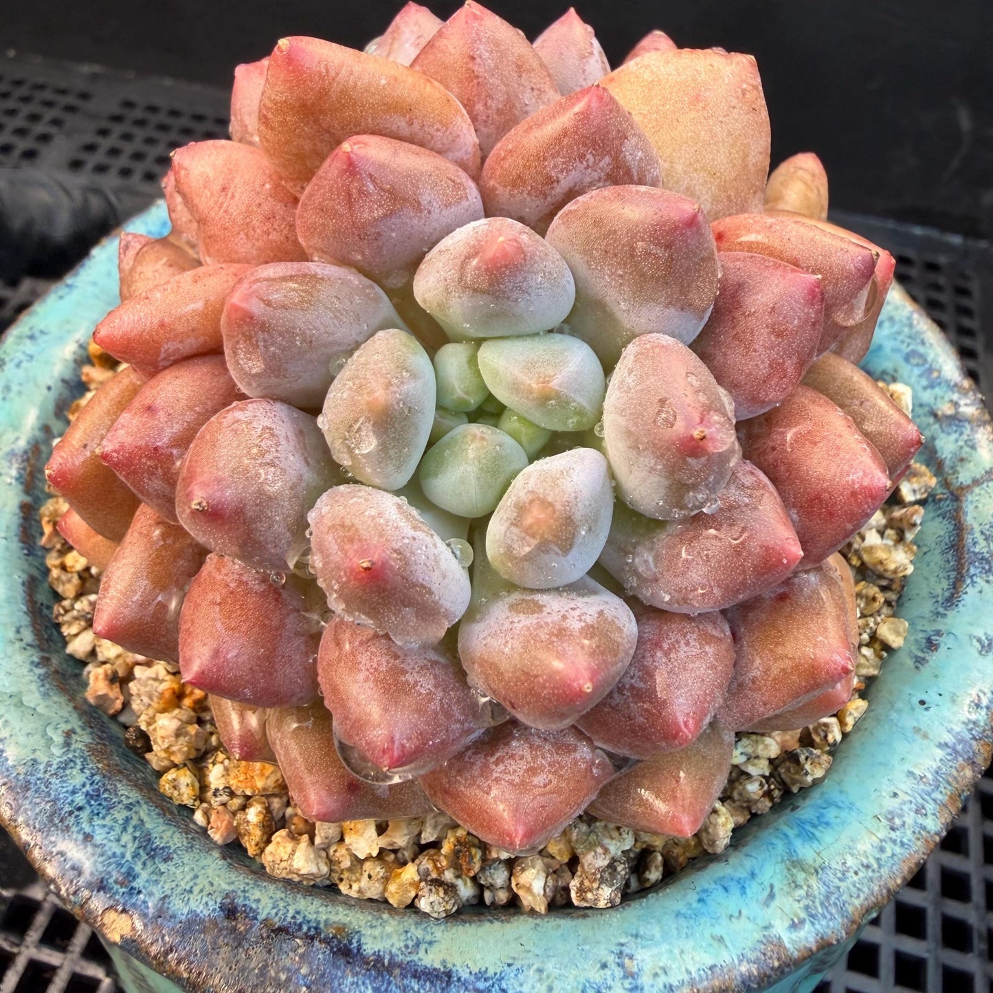 Echeveria  ‘Pinellia.’, 2heads, , M03, 3.1in