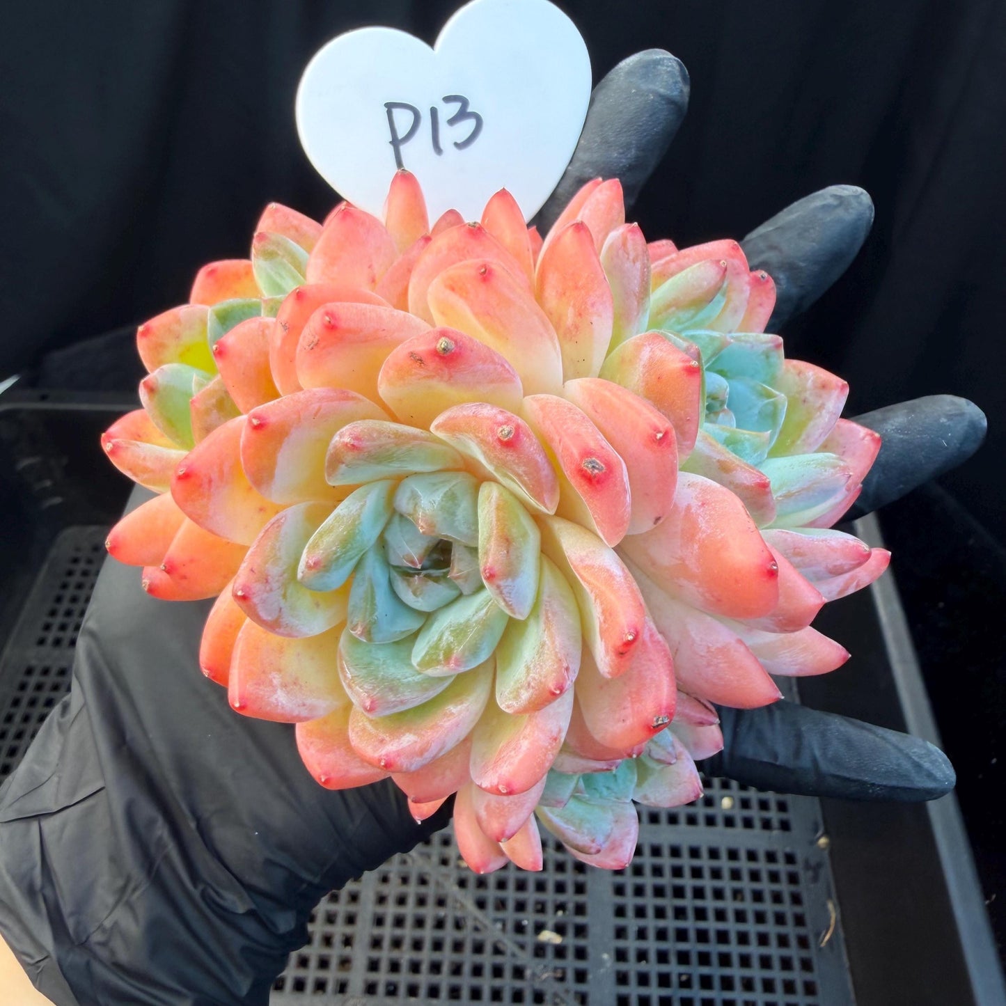 Echeveria  'Alba beauty’, 4heads, 4.1inches, P13