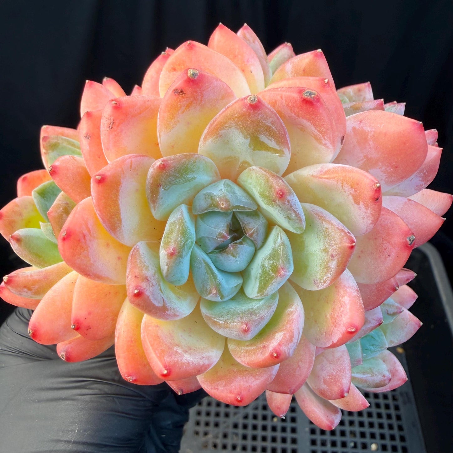 Echeveria  'Alba beauty’, 4heads, 4.1inches, P13