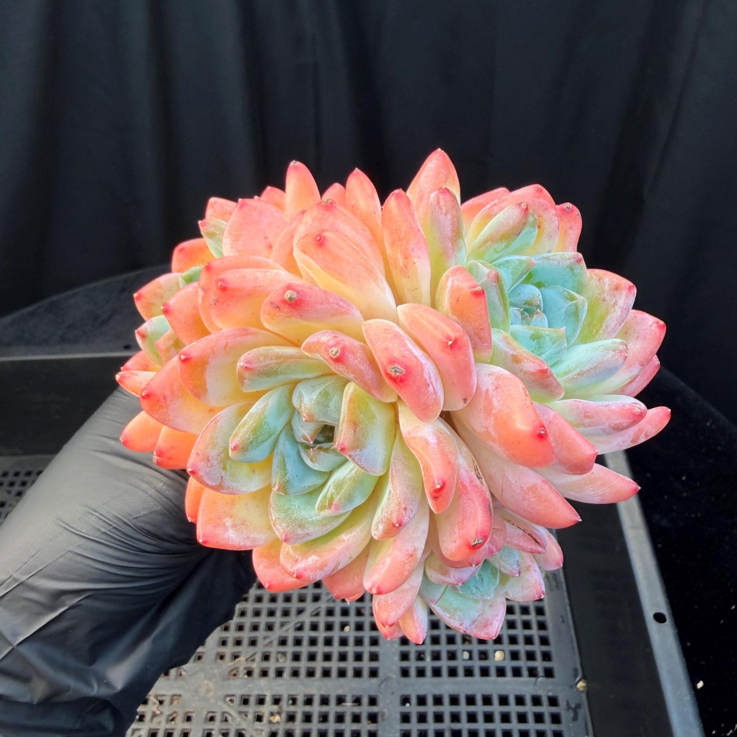 Echeveria  'Alba beauty’, 4heads, 4.1inches, P13