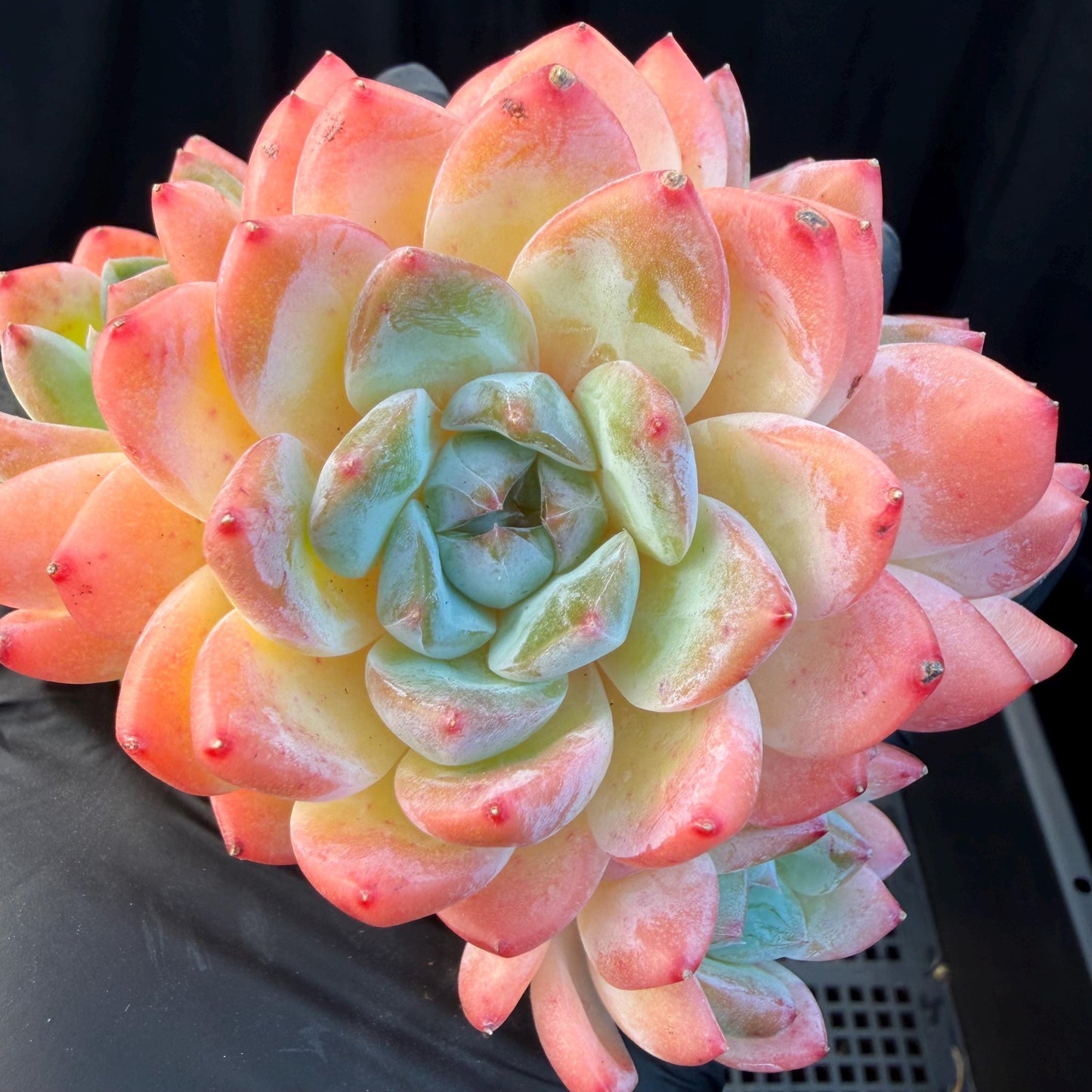Echeveria  'Alba beauty’, 4heads, 4.1inches, P13