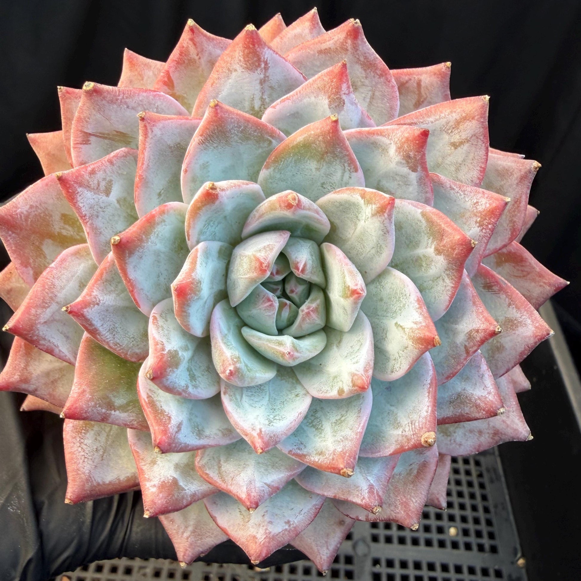 1b237dc8-75f8-40e1-ac54-3277de937aab