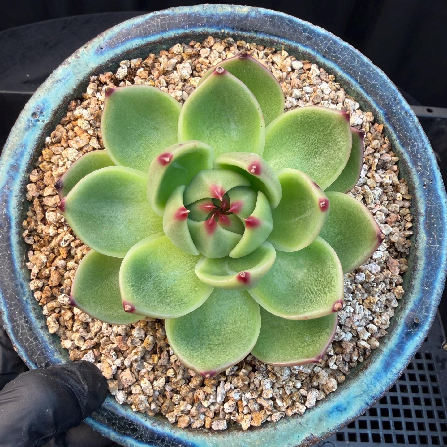 Echeveria  ‘Blue dragon’ , singlehead, 2.9inches,  P08