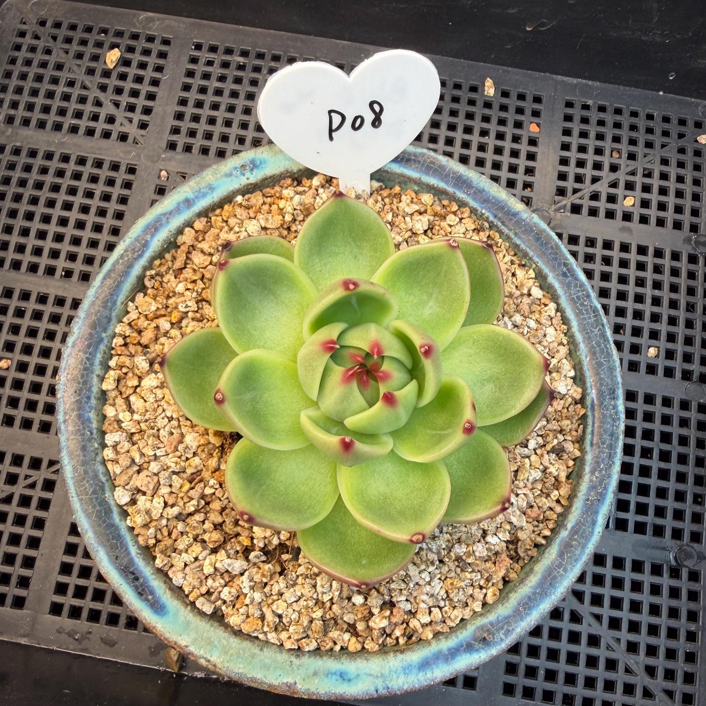 Echeveria  ‘Blue dragon’ , singlehead, 2.9inches,  P08