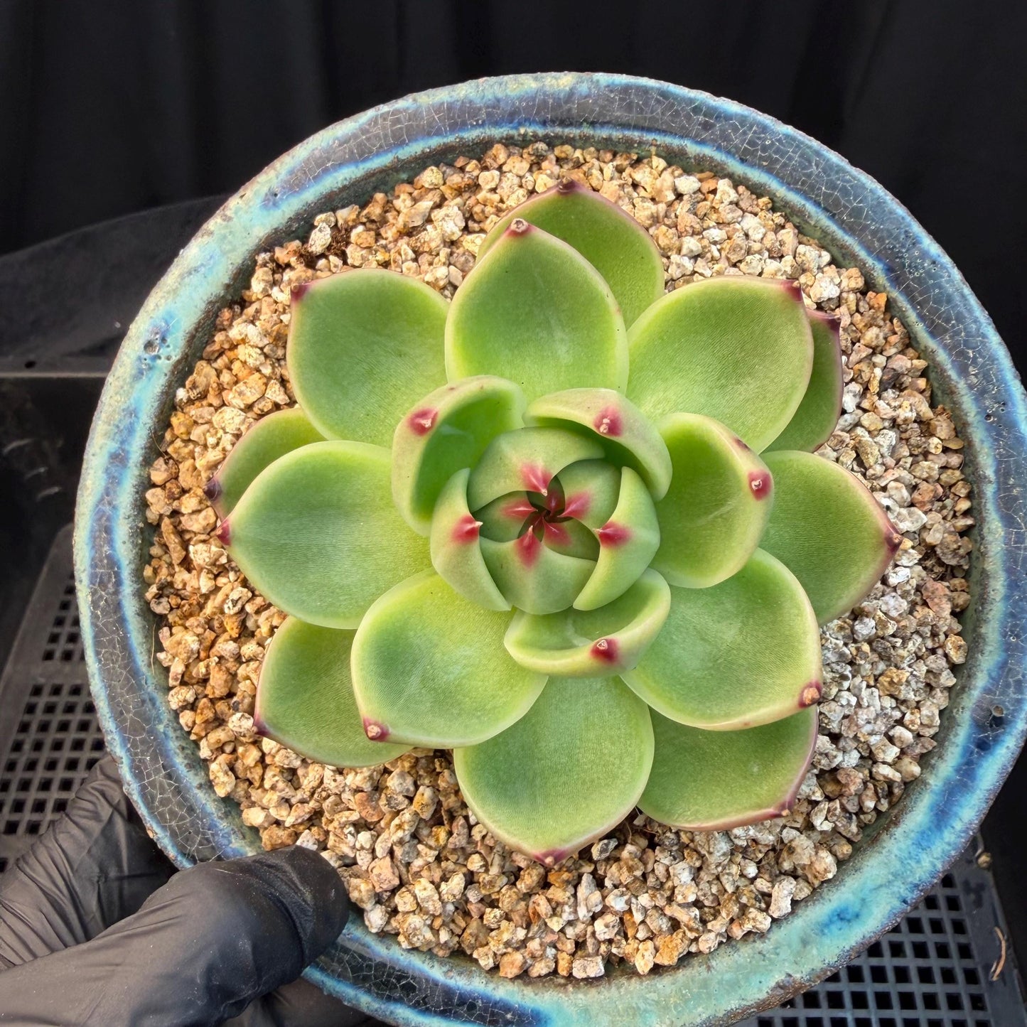 Echeveria  ‘Blue dragon’ , singlehead, 2.9inches,  P08