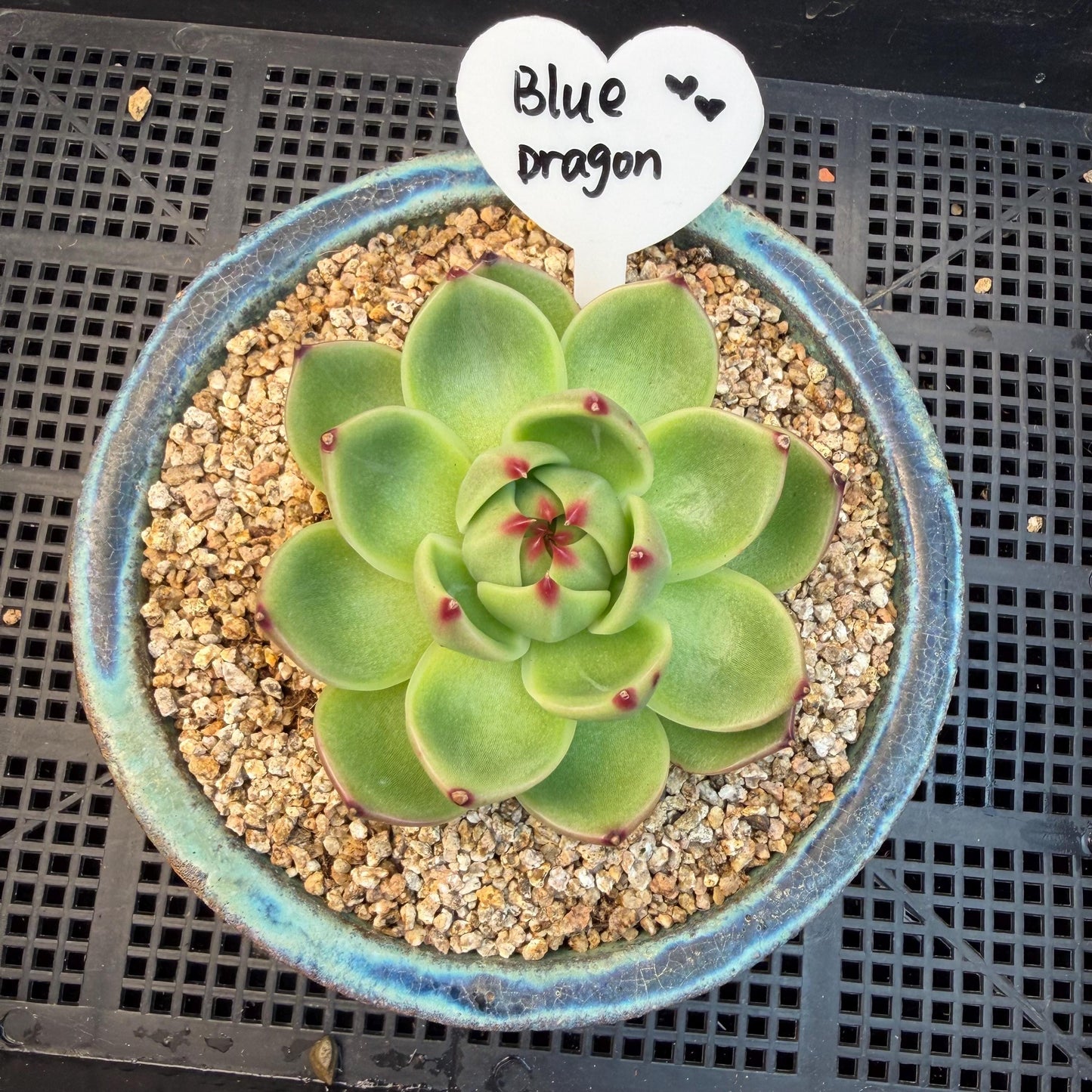 Echeveria  ‘Blue dragon’ , singlehead, 2.9inches,  P08