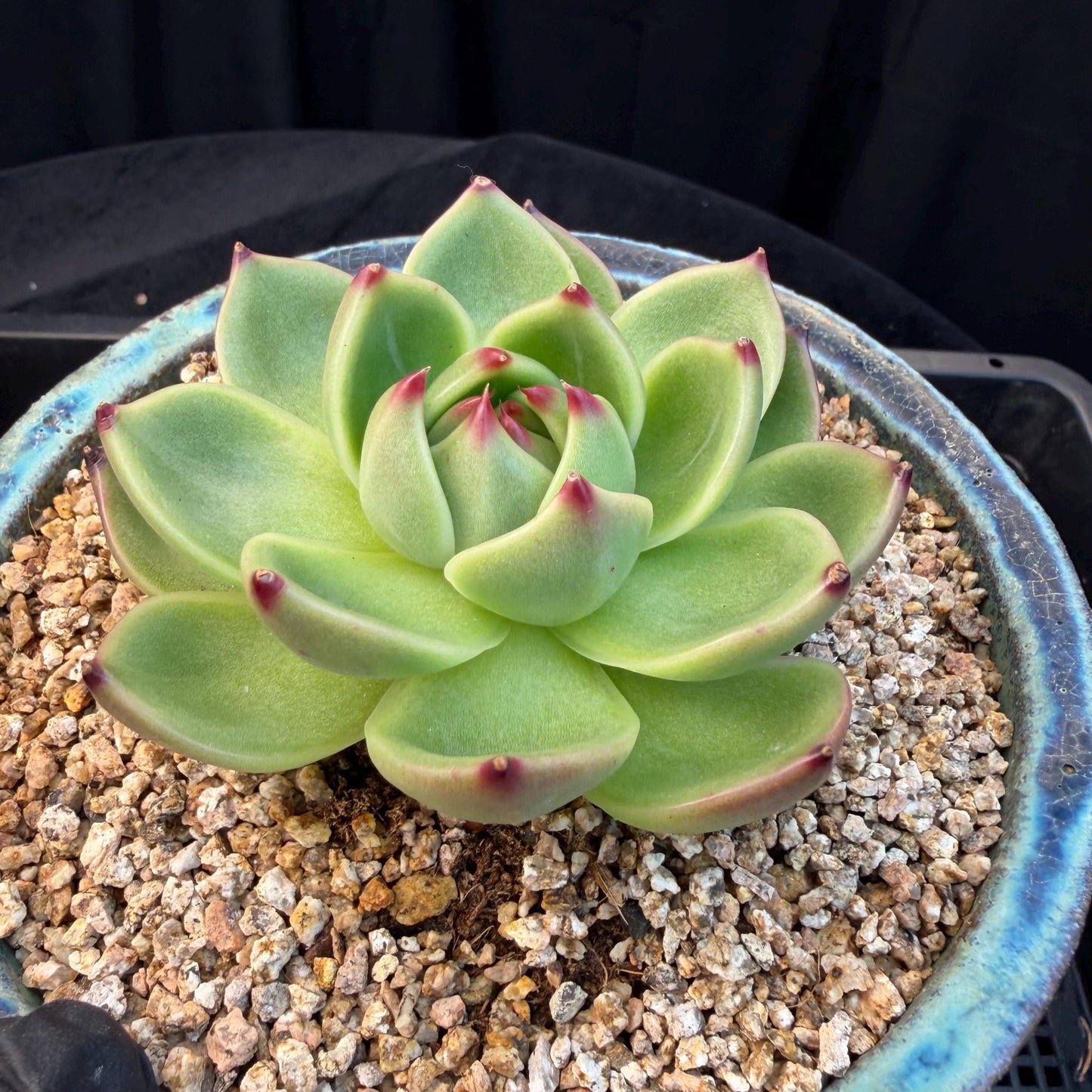 Echeveria  ‘Blue dragon’ , singlehead, 2.9inches,  P08