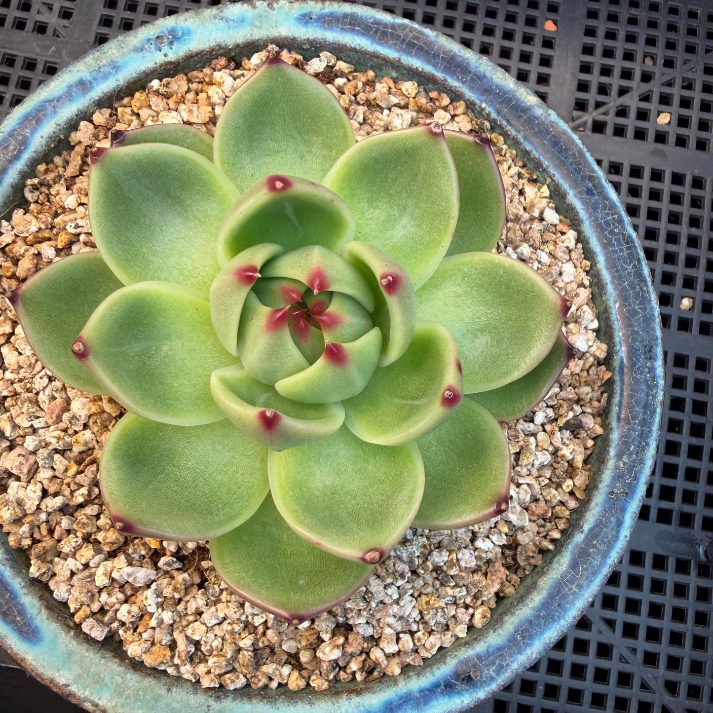 Echeveria  ‘Blue dragon’ , singlehead, 2.9inches,  P08