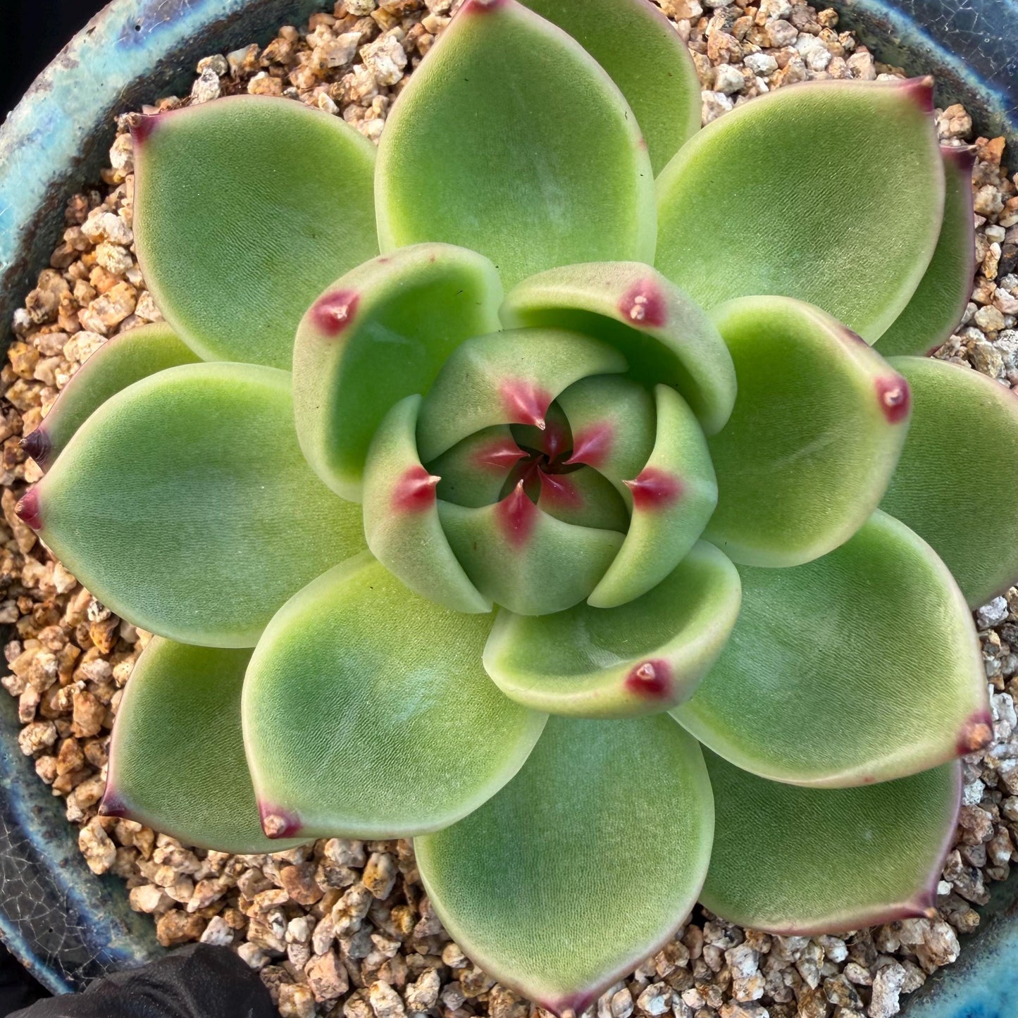 Echeveria  ‘Blue dragon’ , singlehead, 2.9inches,  P08