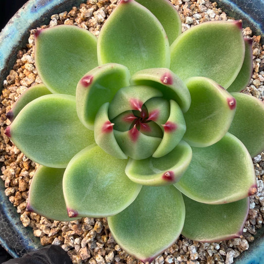 Echeveria  ‘Blue dragon’ , singlehead, 2.9inches,  P08