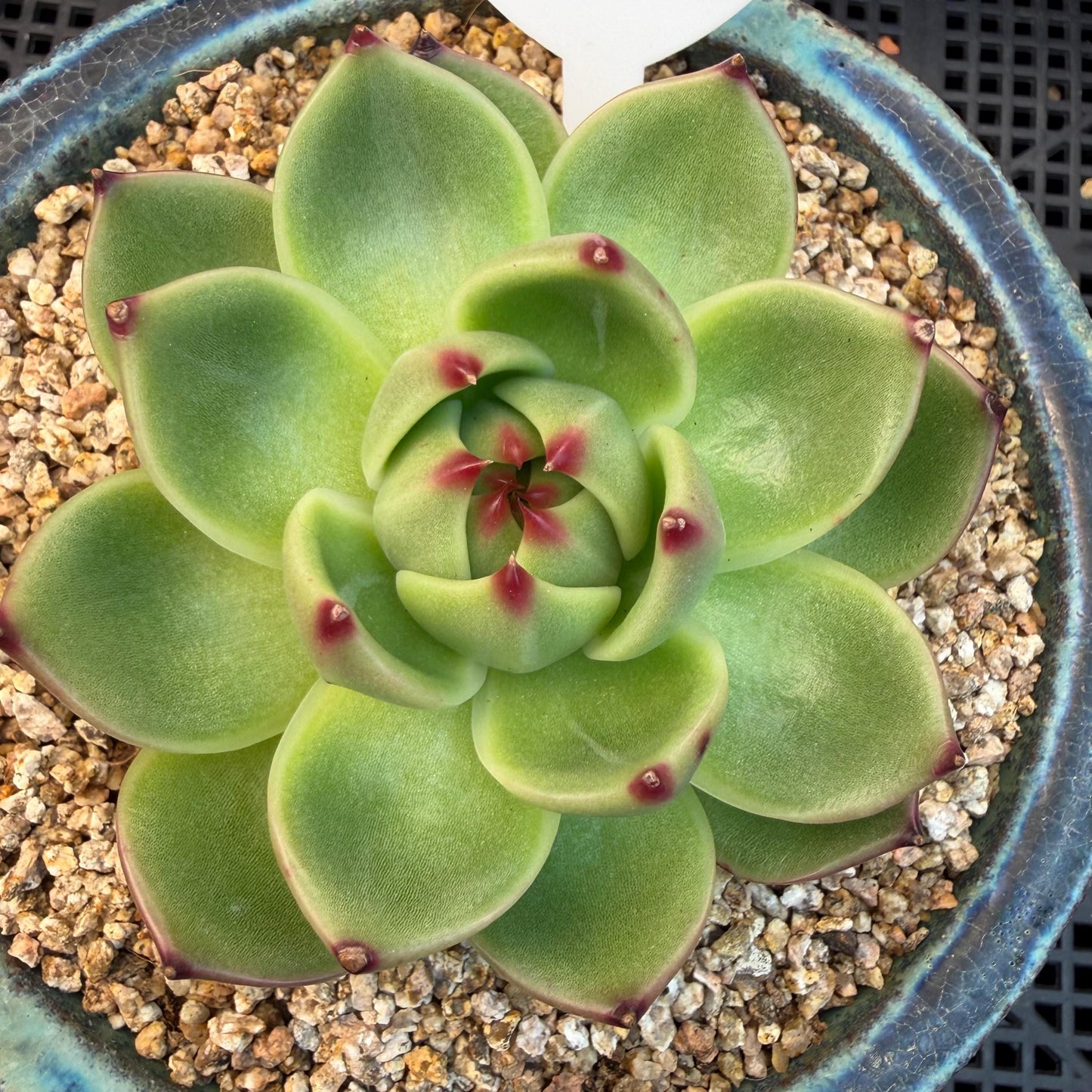 Echeveria  ‘Blue dragon’ , singlehead, 2.9inches,  P08