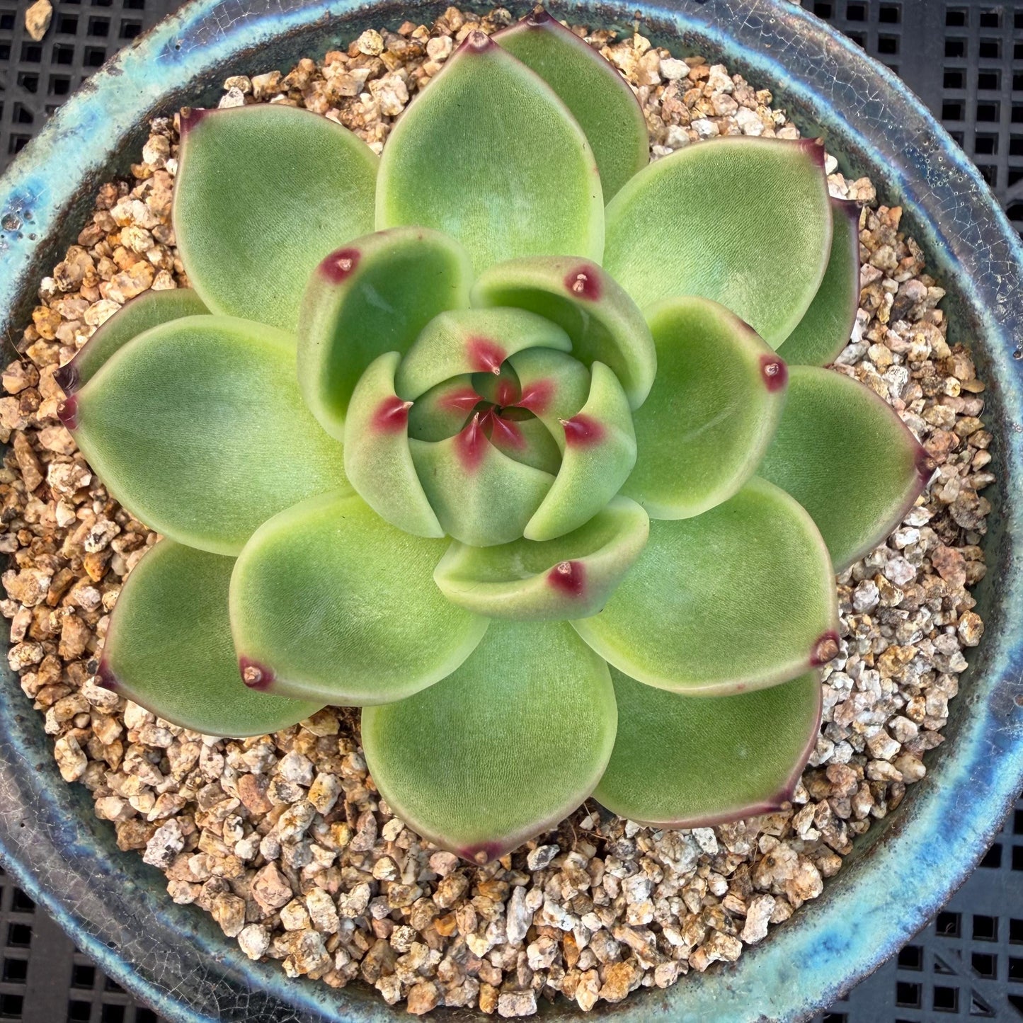 Echeveria  ‘Blue dragon’ , singlehead, 2.9inches,  P08