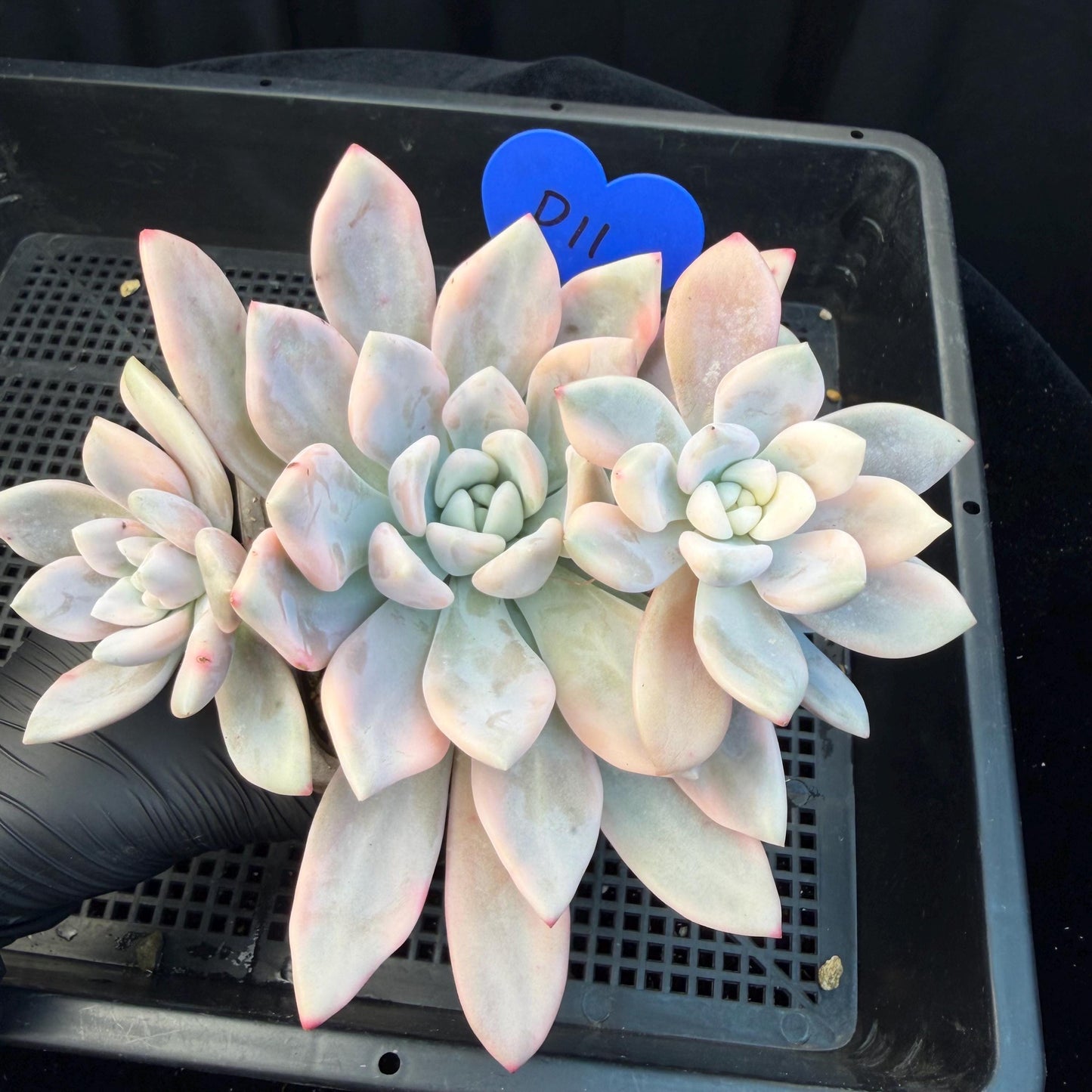 Echeveria  ‘opalina variegated’ cluster, 4heads, length 6inches,  P11