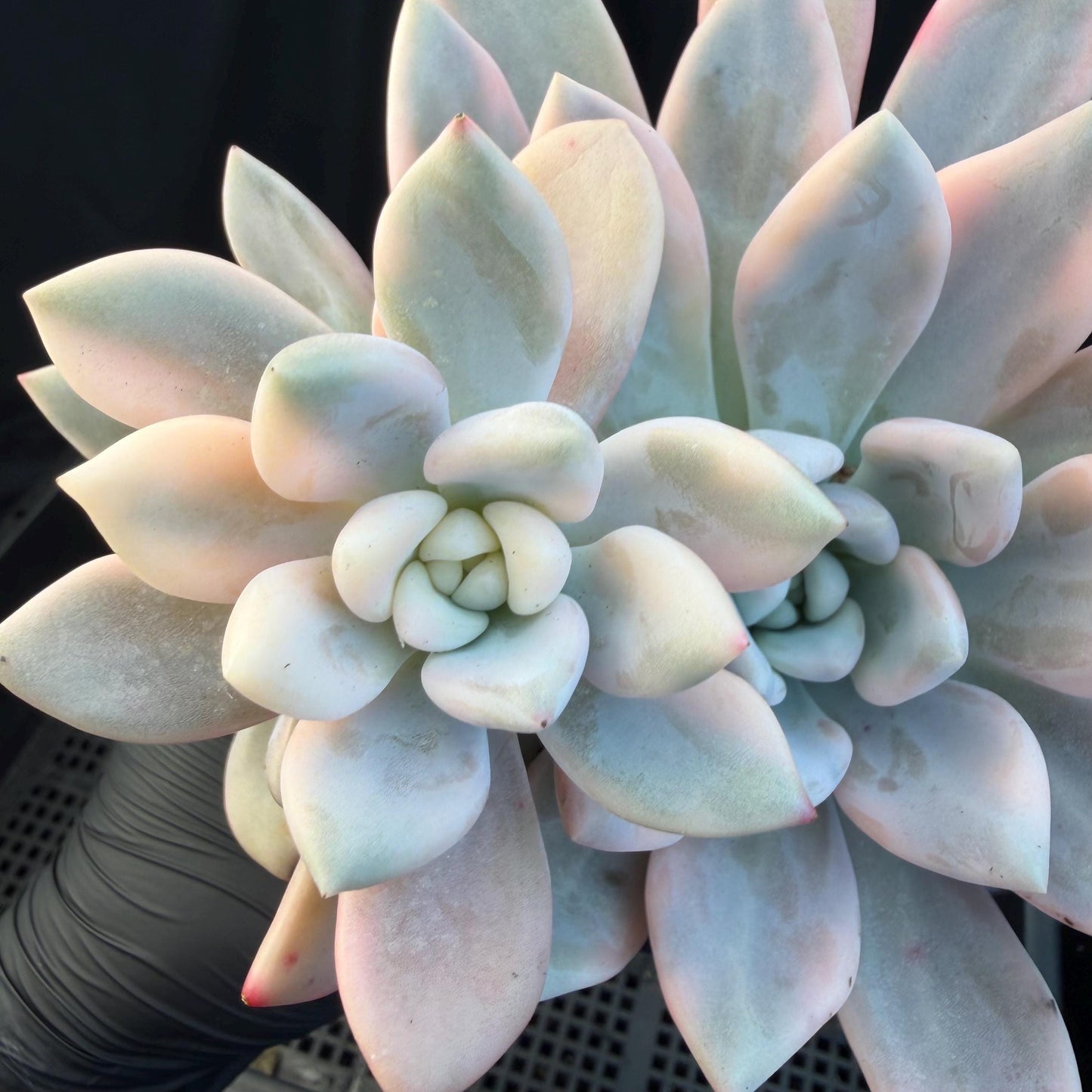 Echeveria  ‘opalina variegated’ cluster, 4heads, length 6inches,  P11