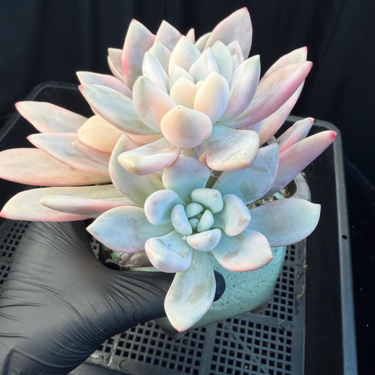 Echeveria  ‘opalina variegated’ cluster, 4heads, length 6inches,  P11