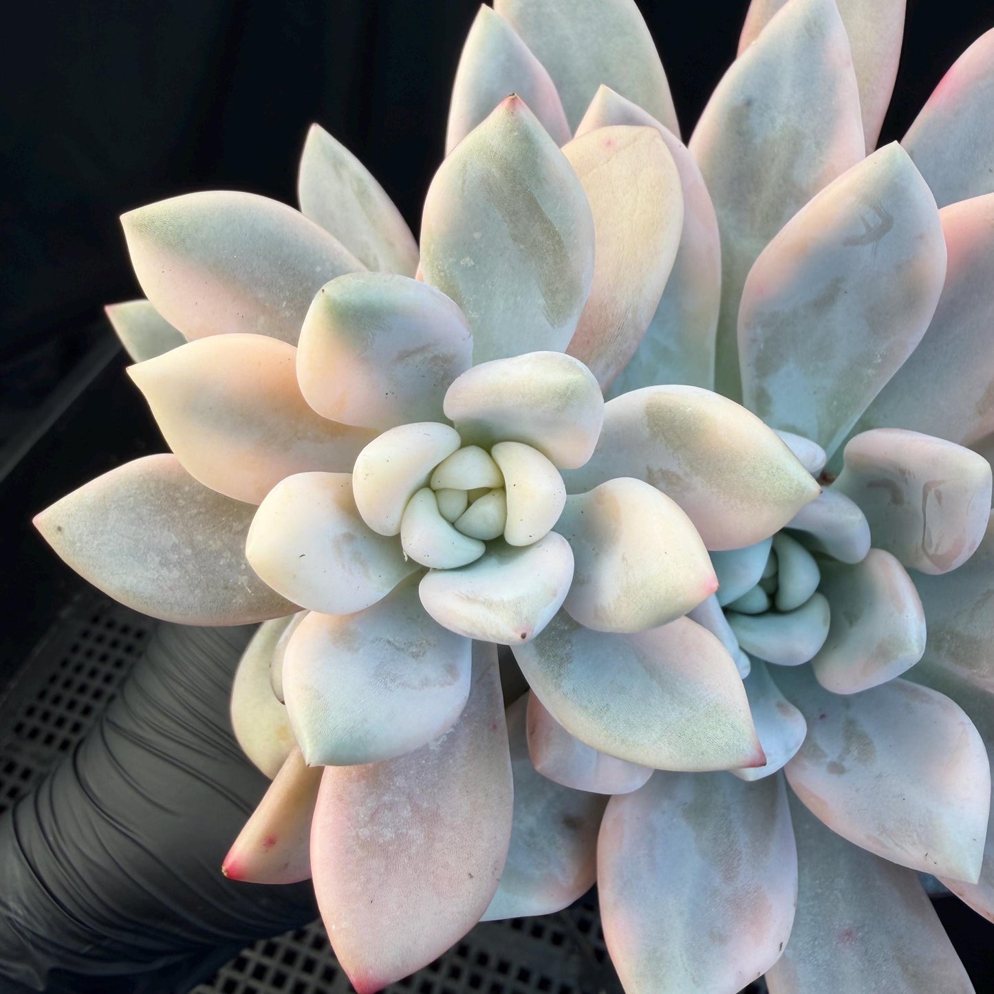 Echeveria  ‘opalina variegated’ cluster, 4heads, length 6inches,  P11
