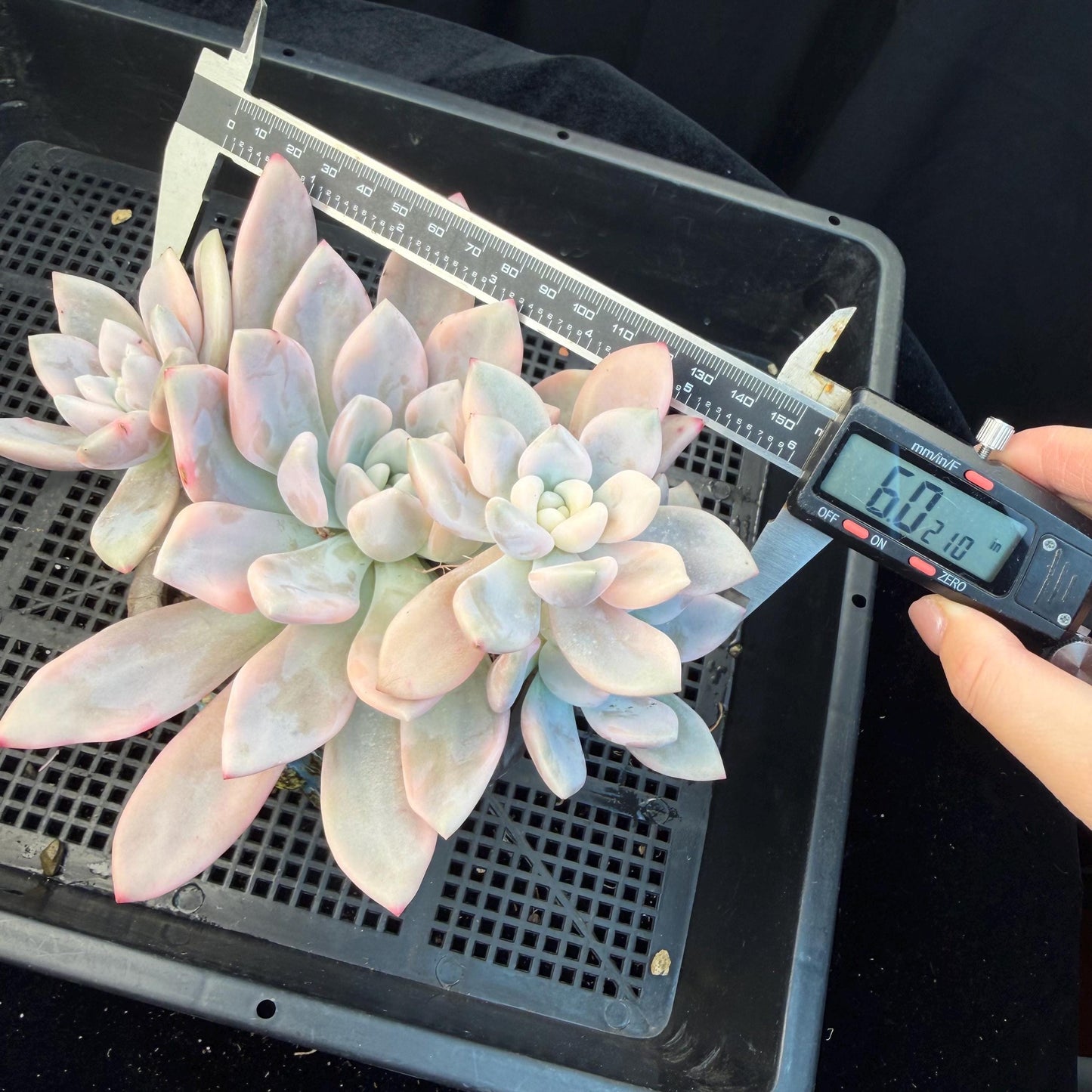 Echeveria  ‘opalina variegated’ cluster, 4heads, length 6inches,  P11