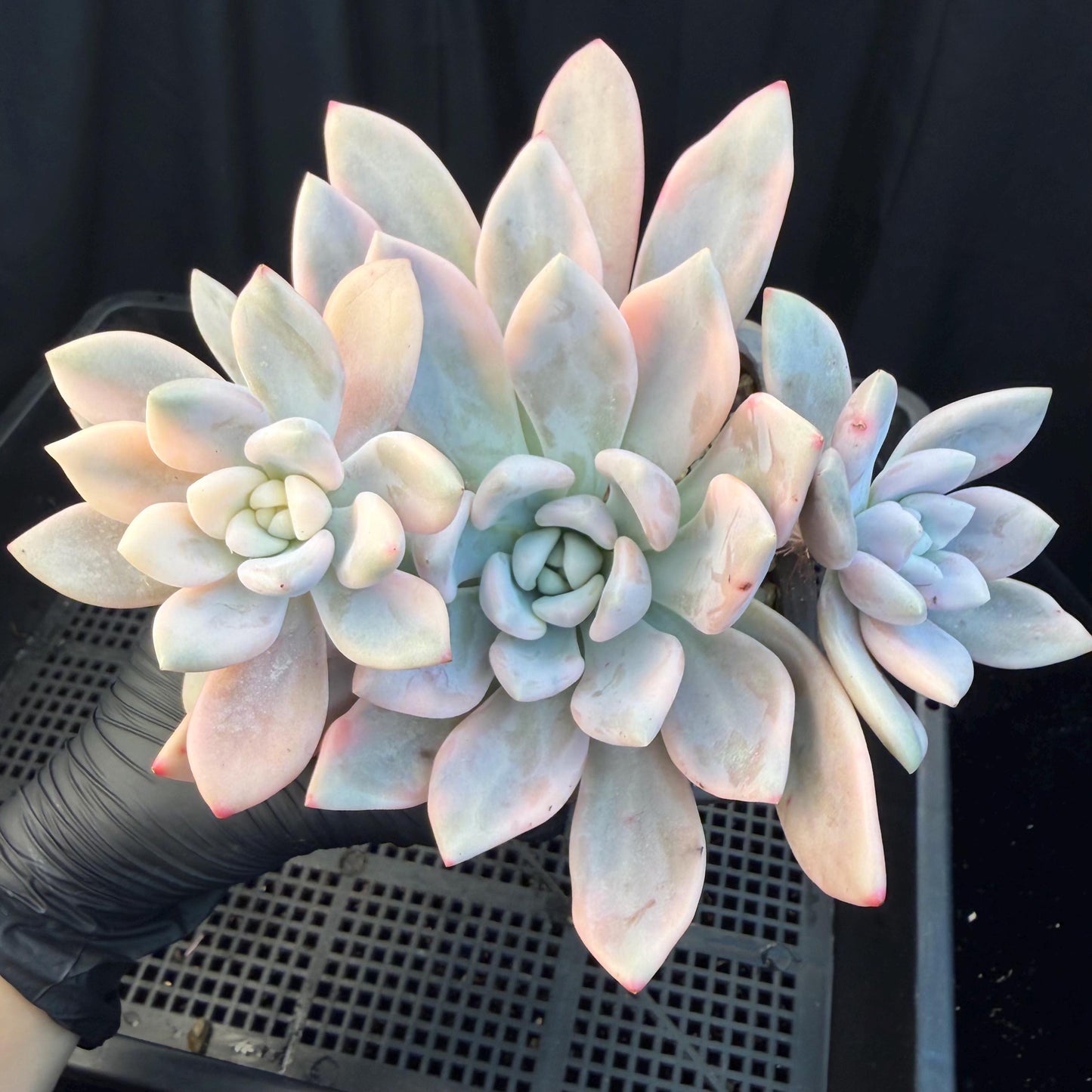 Echeveria  ‘opalina variegated’ cluster, 4heads, length 6inches,  P11