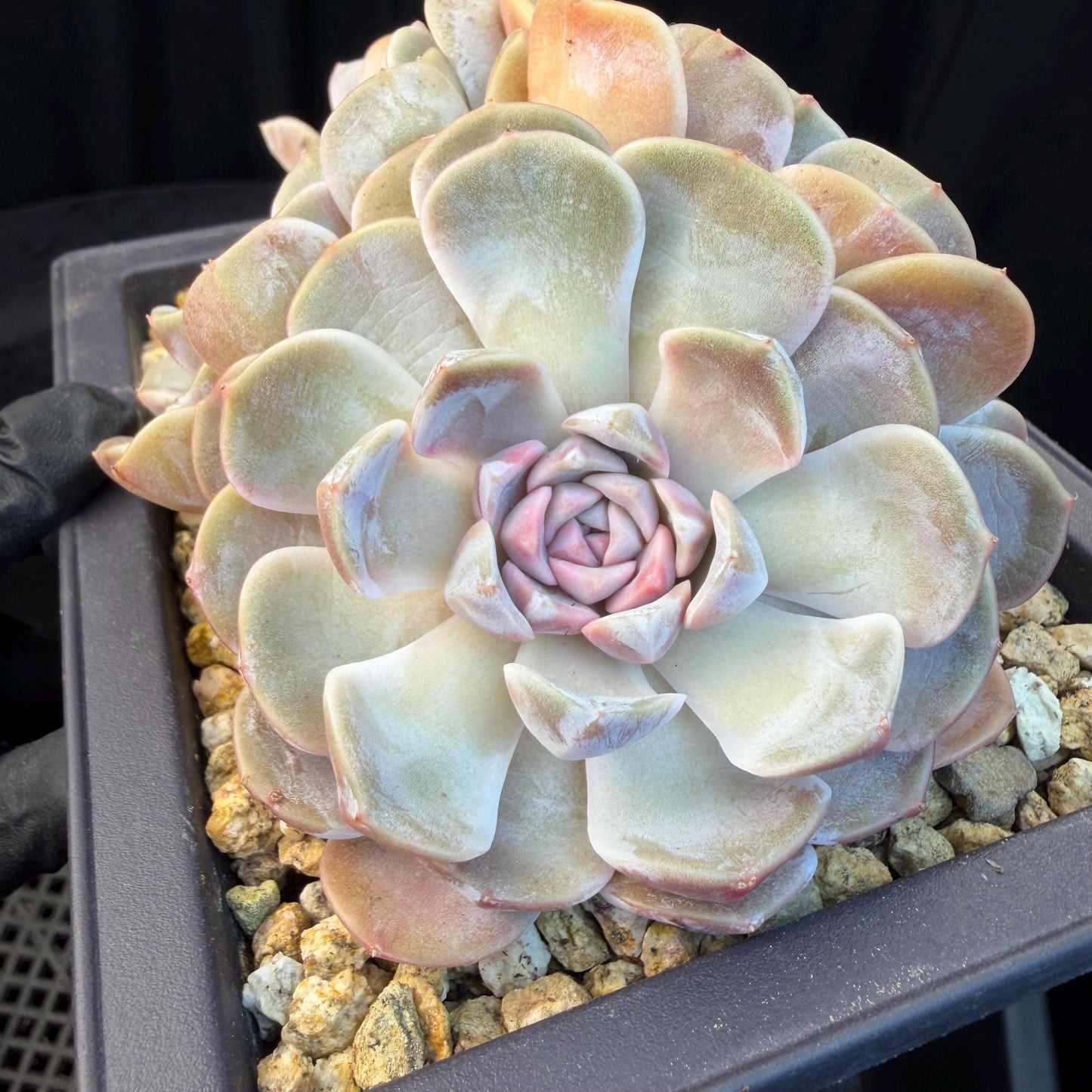 Echeveria  ‘Tynee burger cluster' , 4heads,  4.6inches , N024