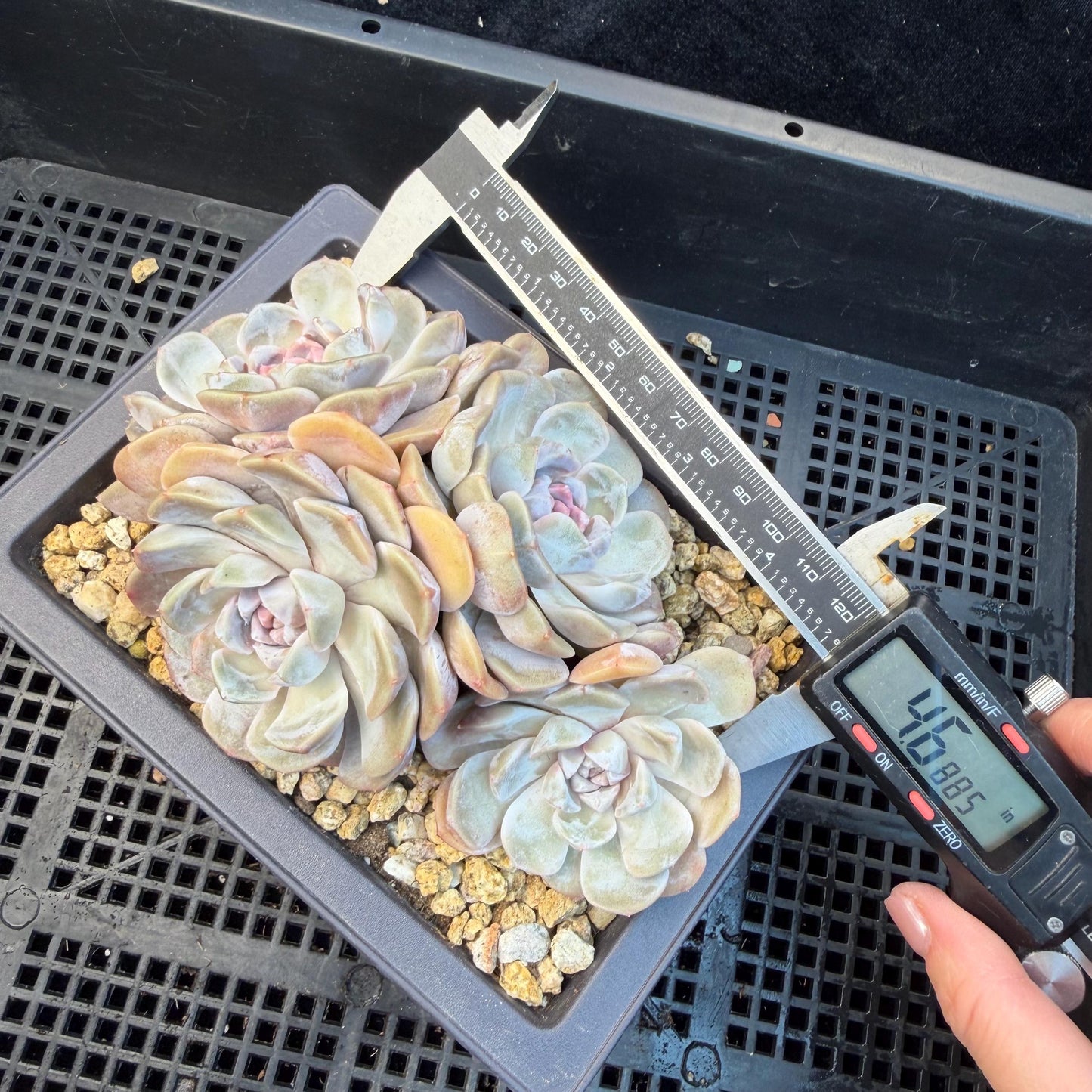 Echeveria  ‘Tynee burger cluster' , 4heads,  4.6inches , N024