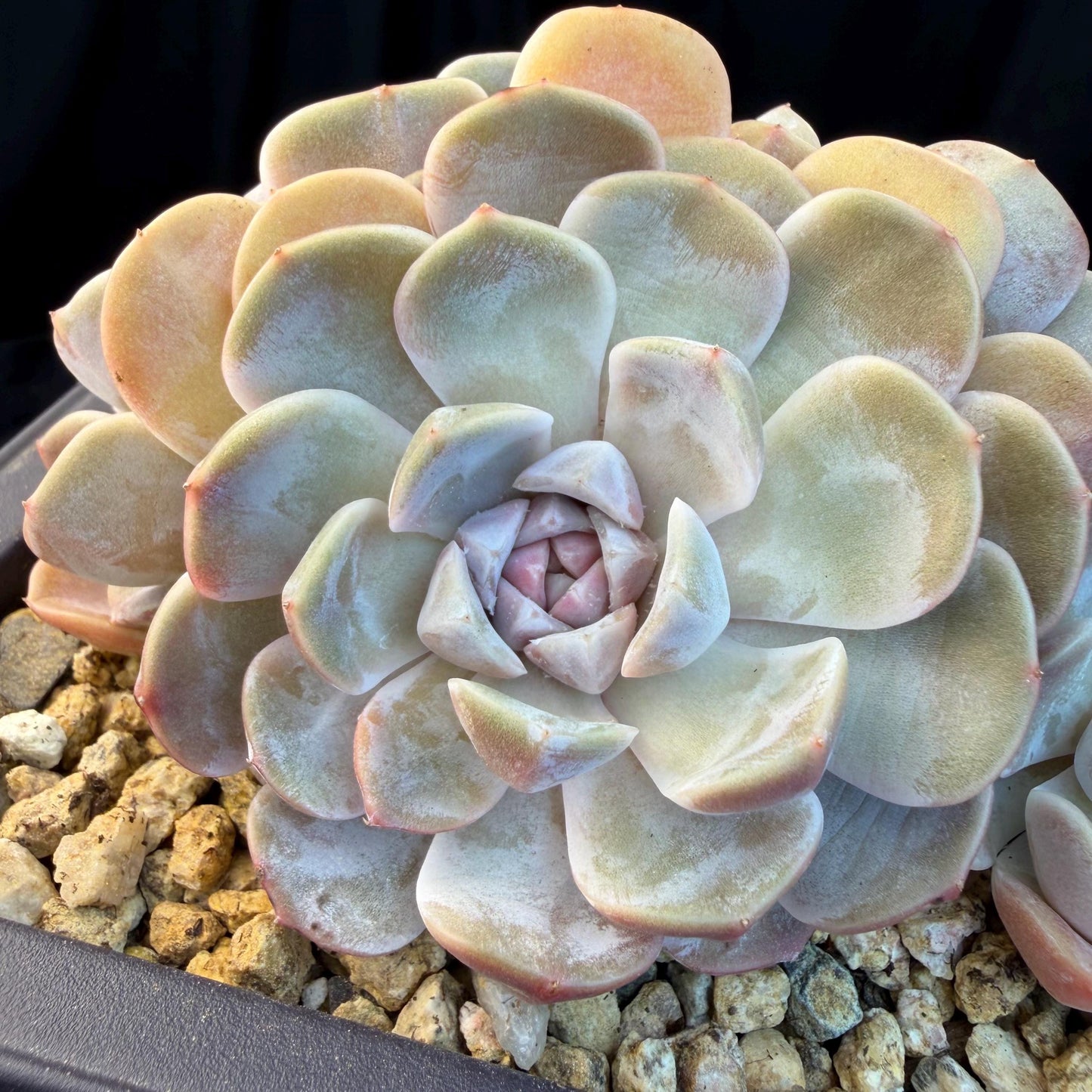 Echeveria  ‘Tynee burger cluster' , 4heads,  4.6inches , N024