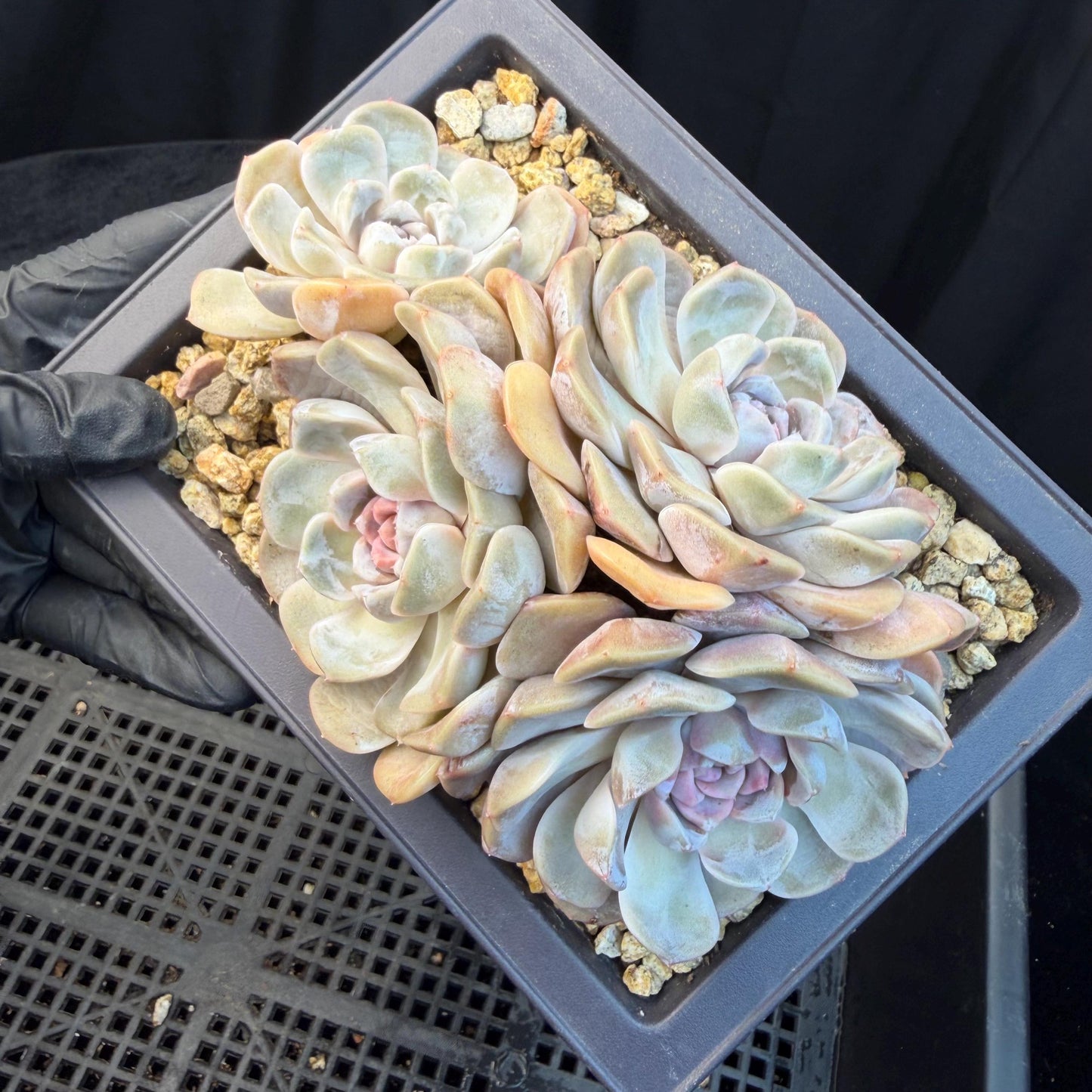 Echeveria  ‘Tynee burger cluster' , 4heads,  4.6inches , N024