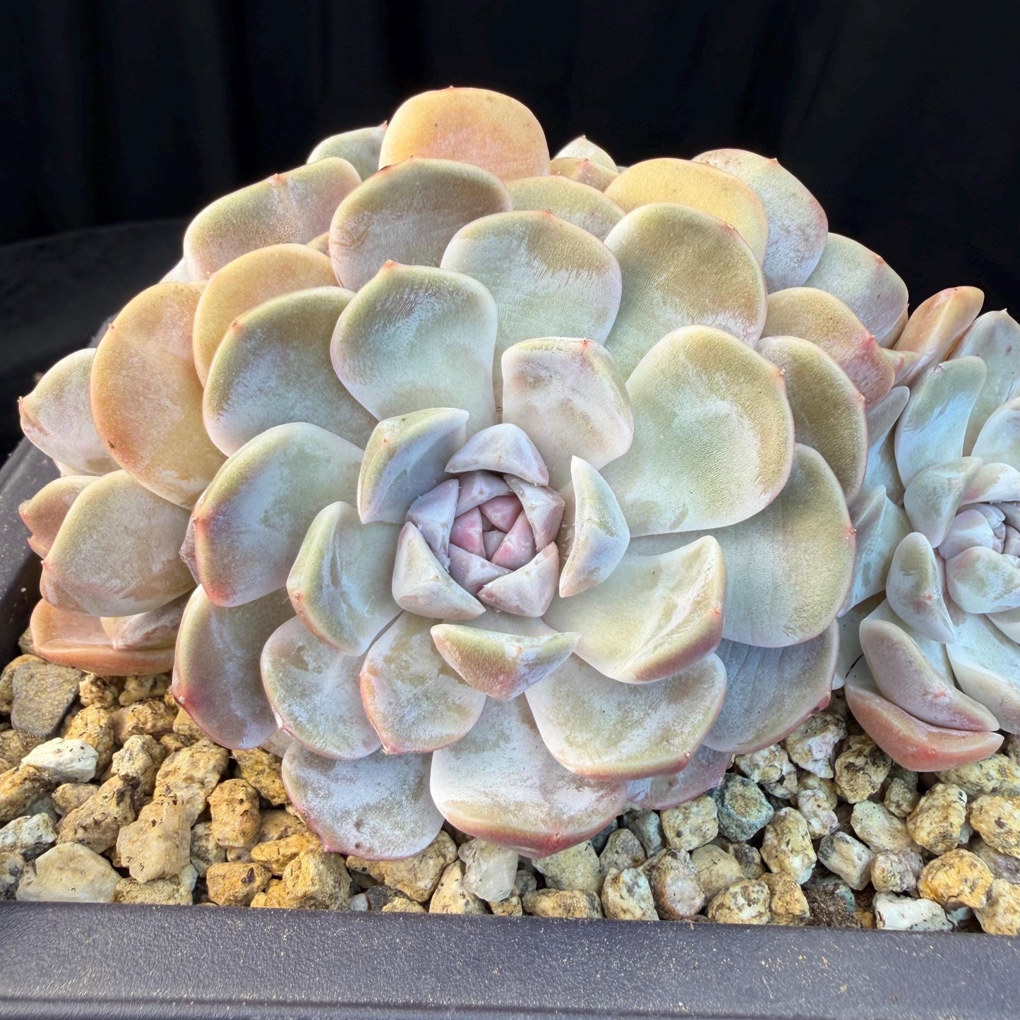 Echeveria  ‘Tynee burger cluster' , 4heads,  4.6inches , N024