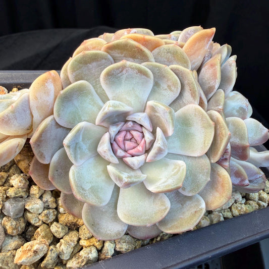 Echeveria  ‘Tynee burger cluster' , 4heads,  4.6inches , N024
