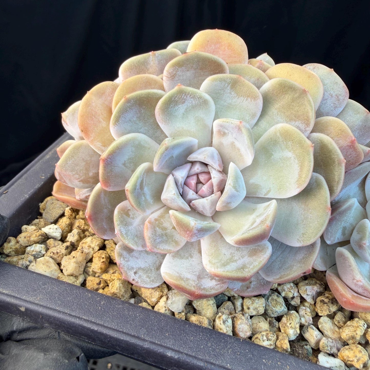 Echeveria  ‘Tynee burger cluster' , 4heads,  4.6inches , N024