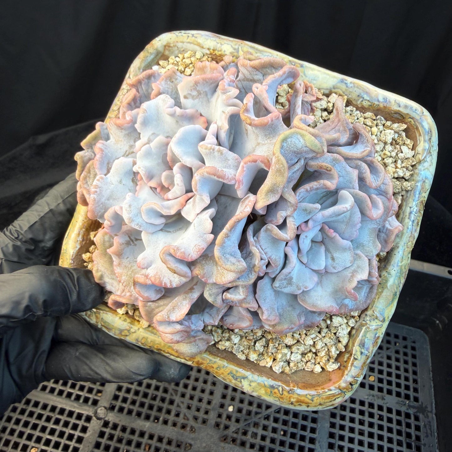 Echeveria  'Crispate beauty’, 2heads, 4inches, P03