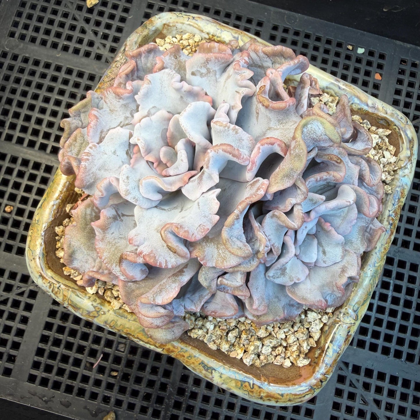 Echeveria  'Crispate beauty’, 2heads, 4inches, P03