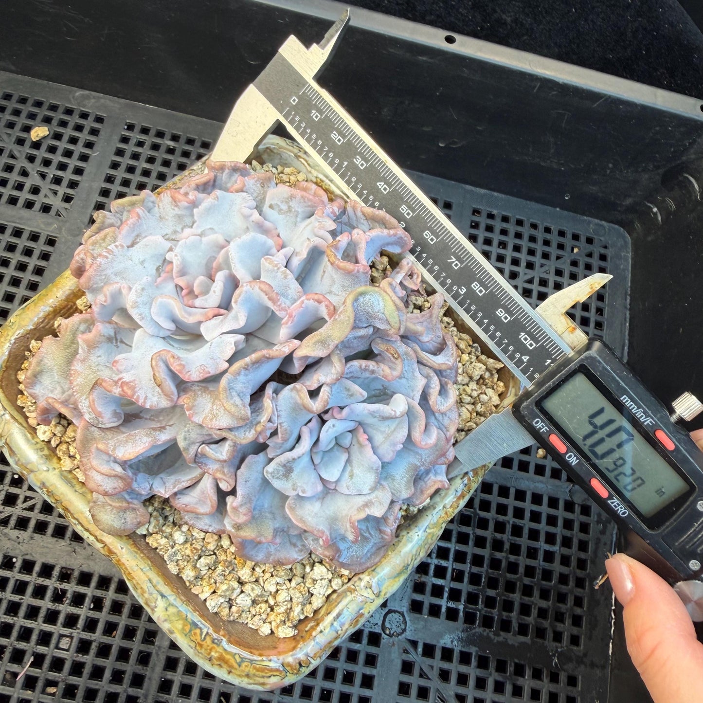 Echeveria  'Crispate beauty’, 2heads, 4inches, P03