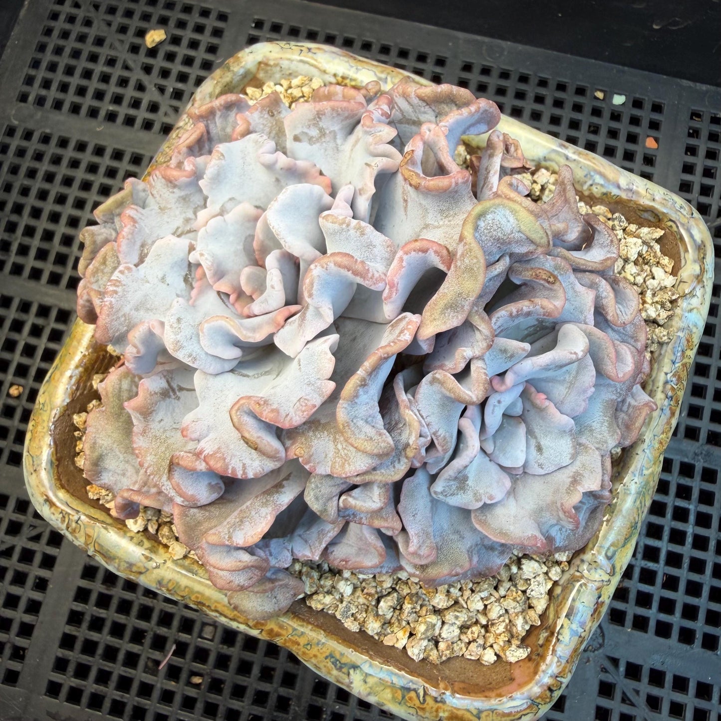 Echeveria  'Crispate beauty’, 2heads, 4inches, P03