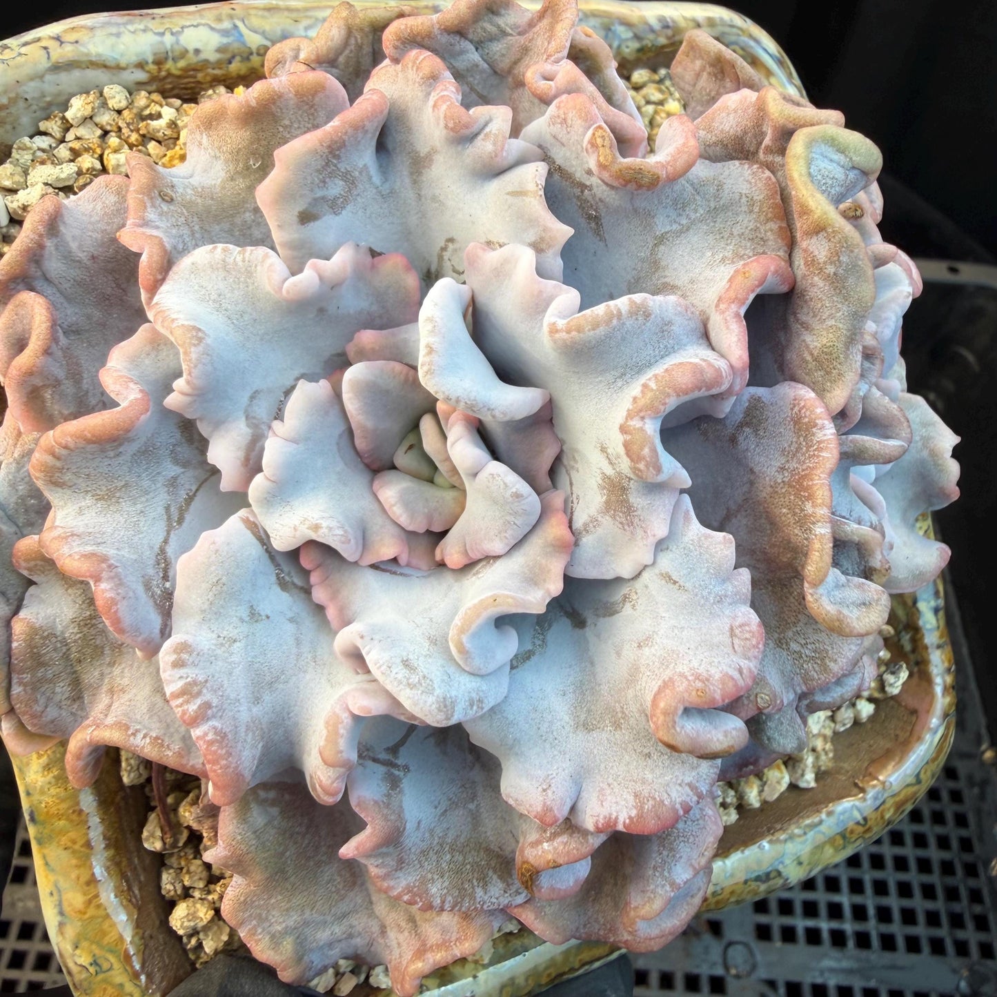 Echeveria  'Crispate beauty’, 2heads, 4inches, P03