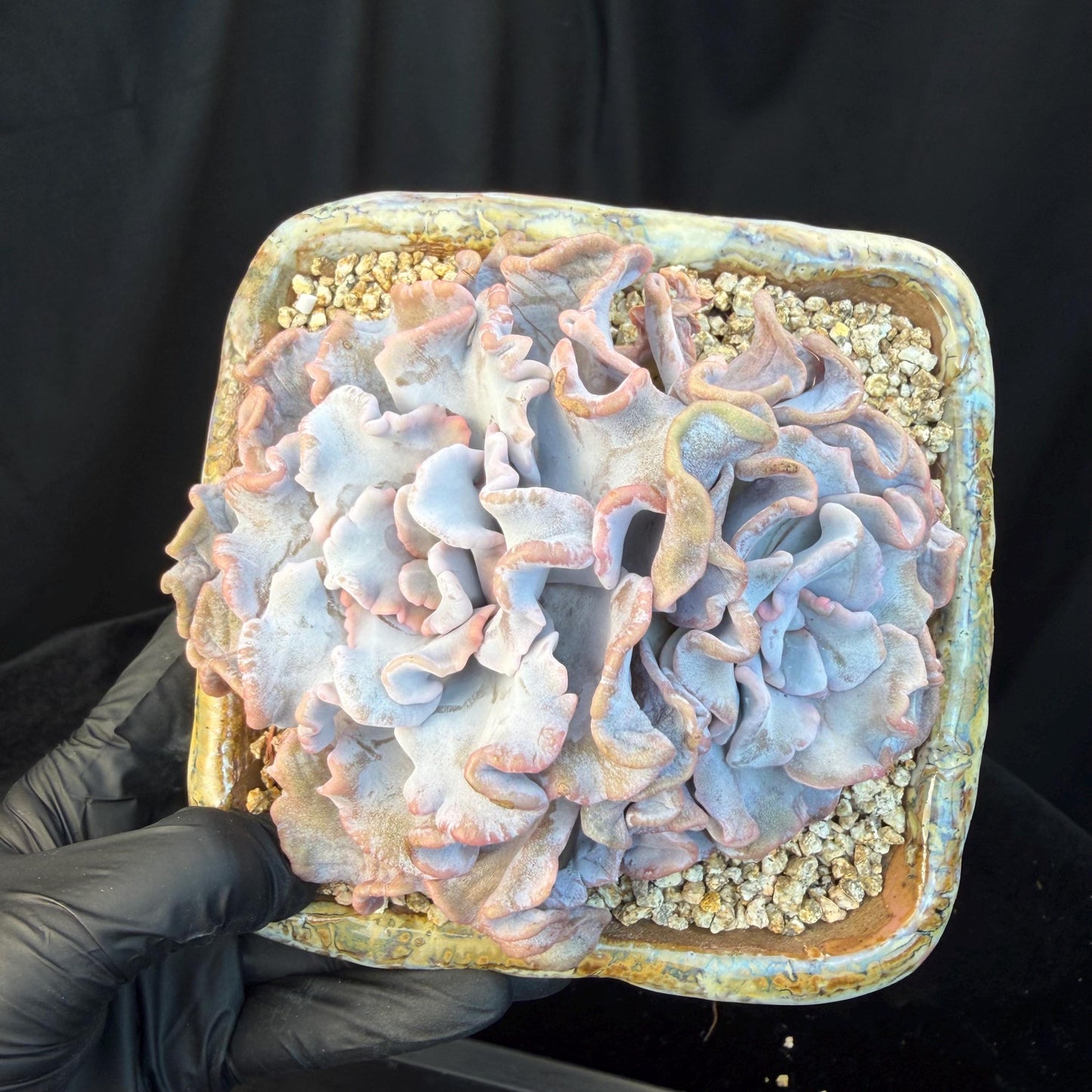 Echeveria  'Crispate beauty’, 2heads, 4inches, P03